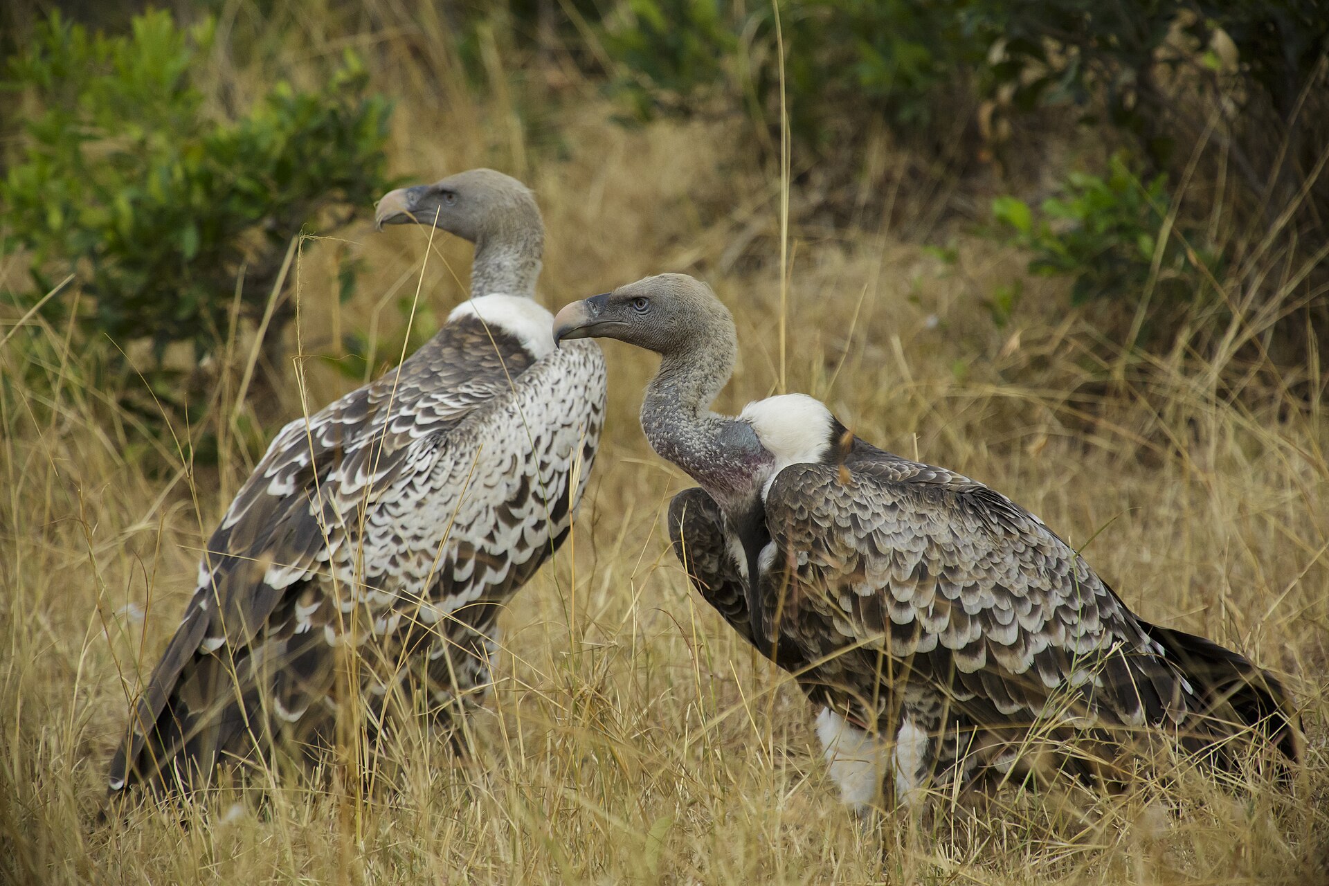 Ruppells Vulture Ruppells Vulture (Gyps rueppelli)