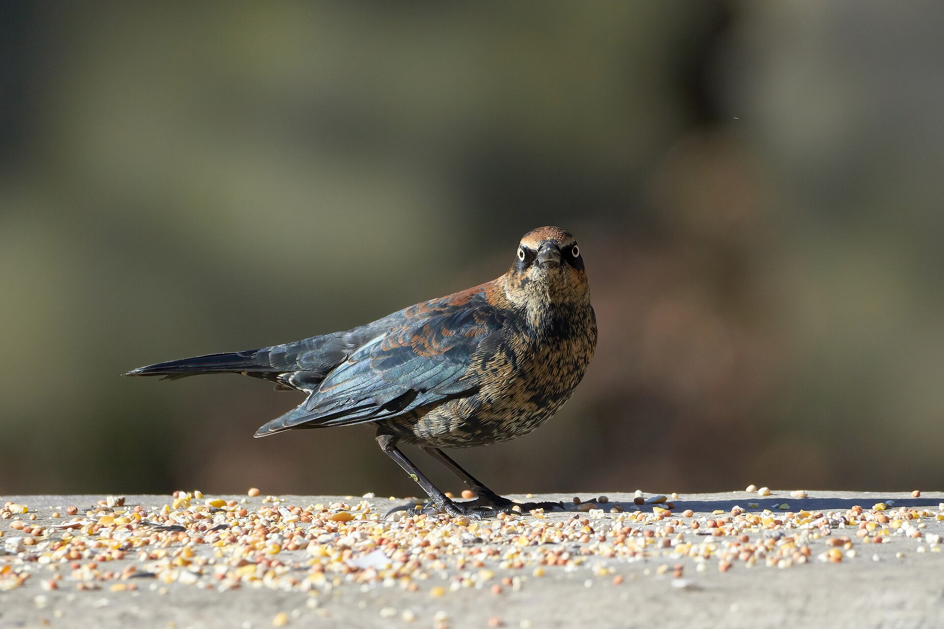 Rusty Blackbird Rusty Blackbird ()