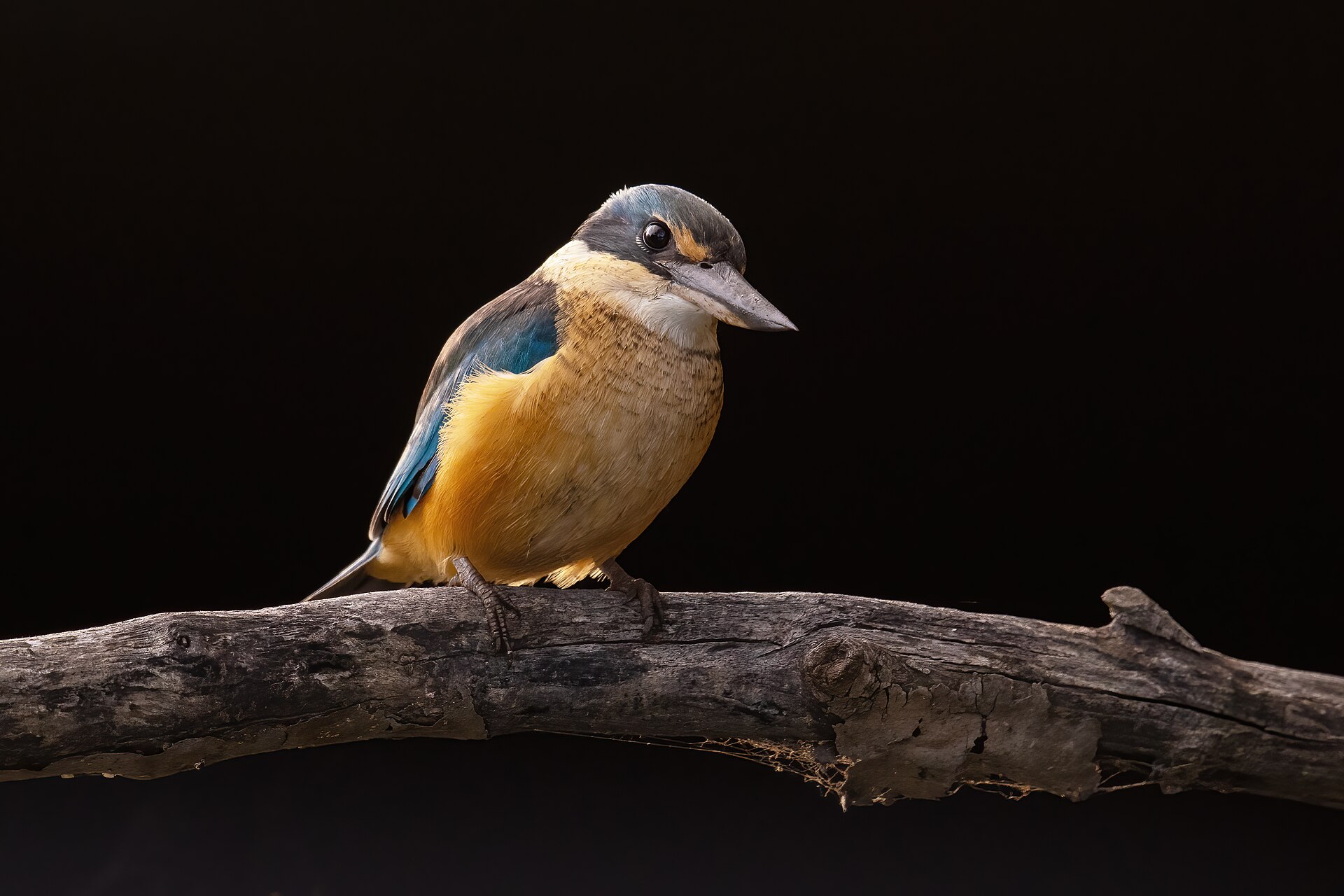 Sacred Kingfisher Sacred Kingfisher (Todiramphus sanctus)