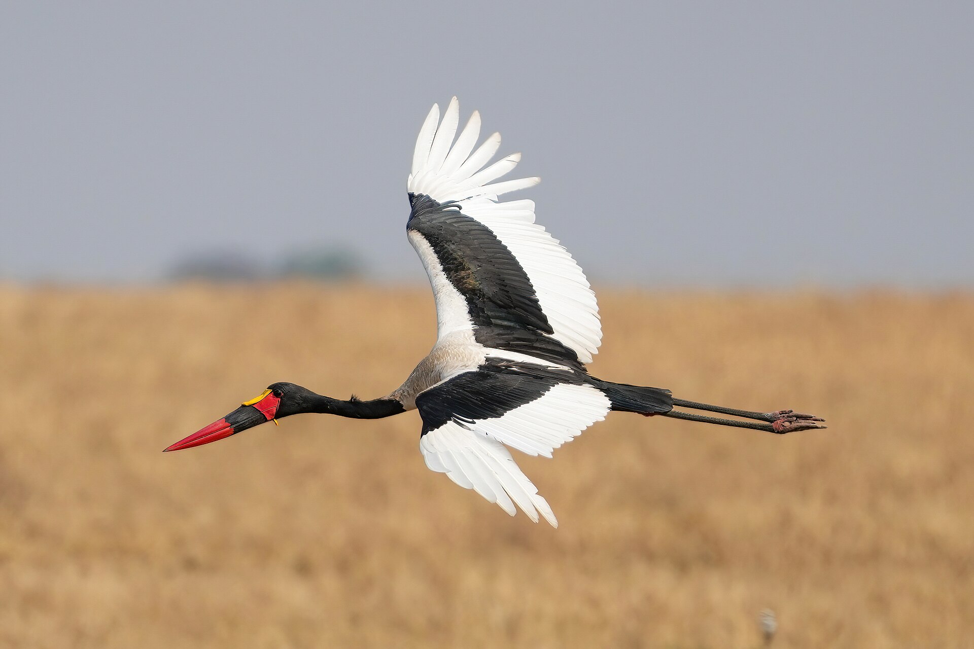 Saddle-billed Stork (Ephippiorhynchus senegalensis)