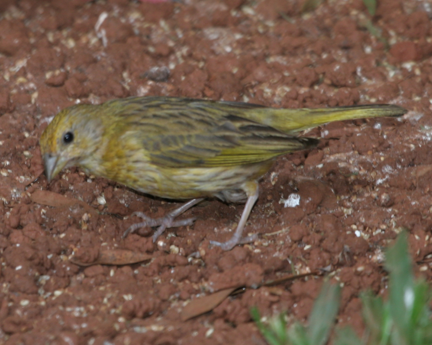 Saffron Finch (Sicalis flaveola)
