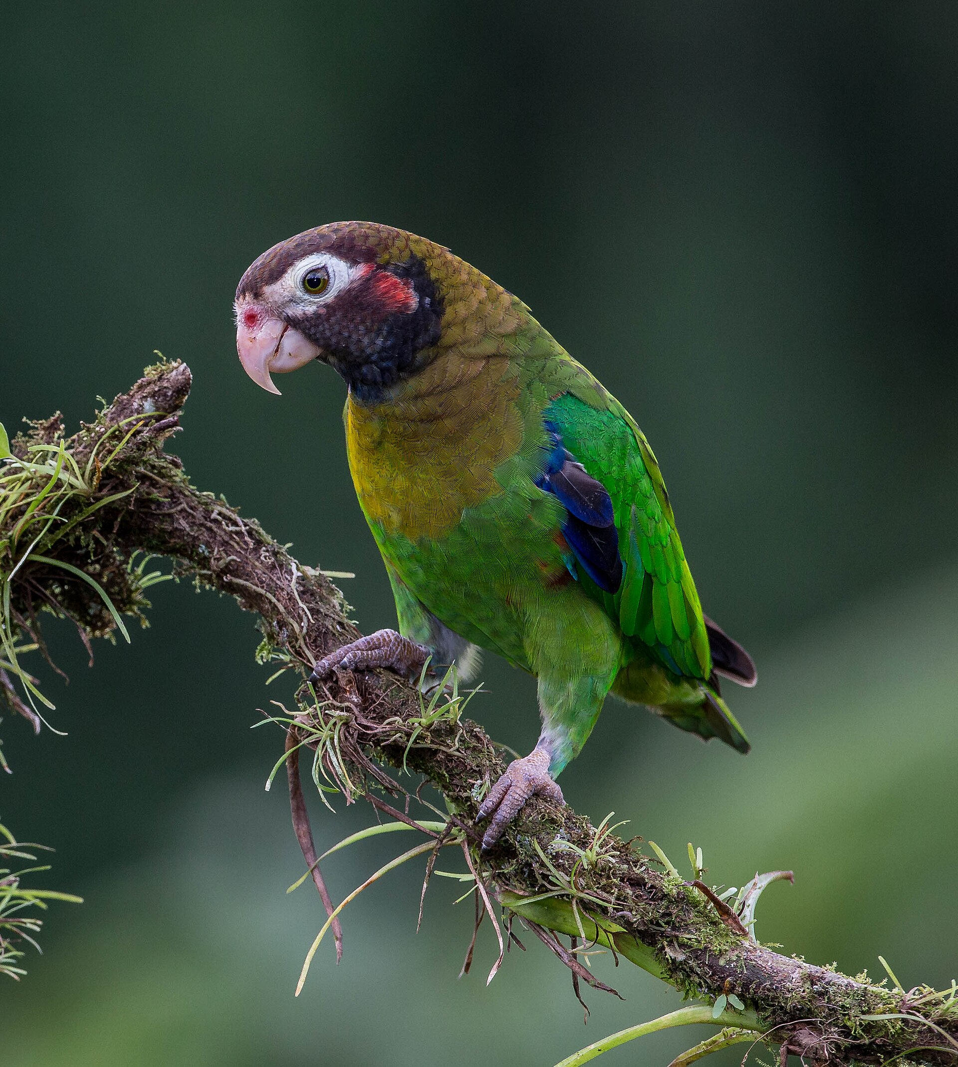 Saffron-headed Parrot (Pyrilia pyrilia)
