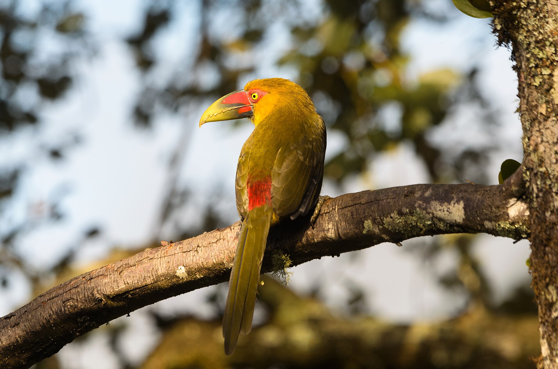 Saffron Toucanet (Pteroglossus bailloni)