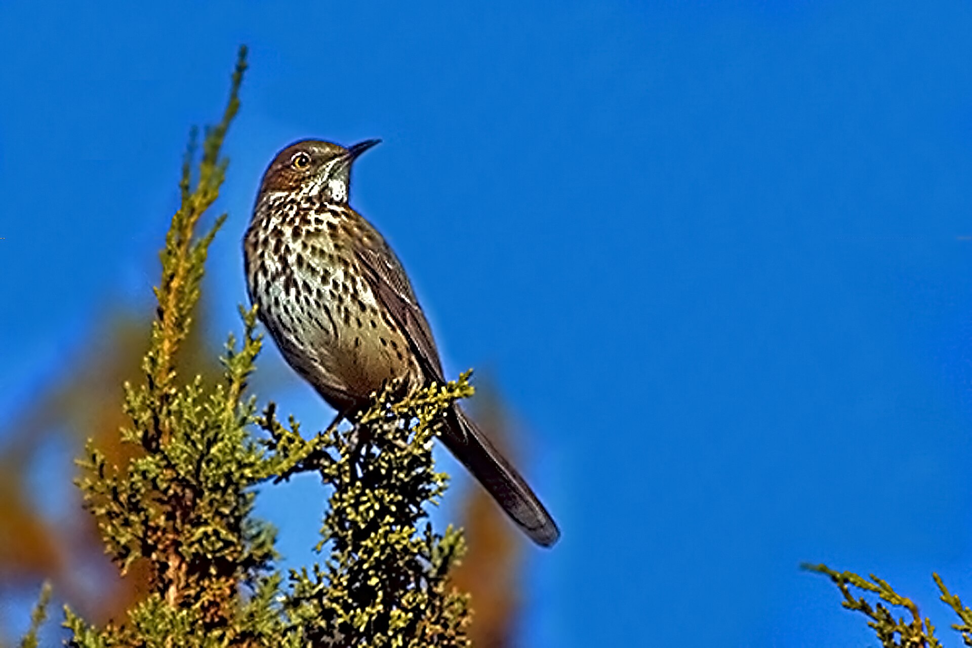 Sage Thrasher Sage Thrasher (Oreoscoptes montanus)