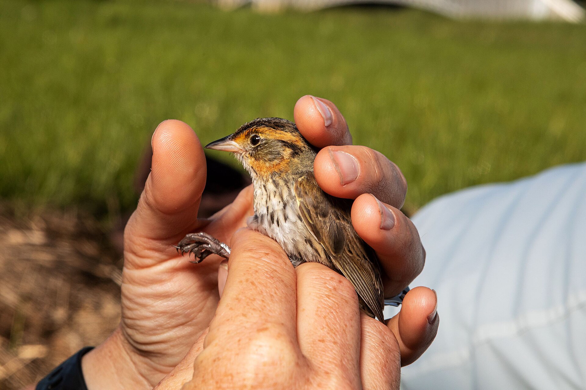 Saltmarsh Sparrow Saltmarsh Sparrow ()
