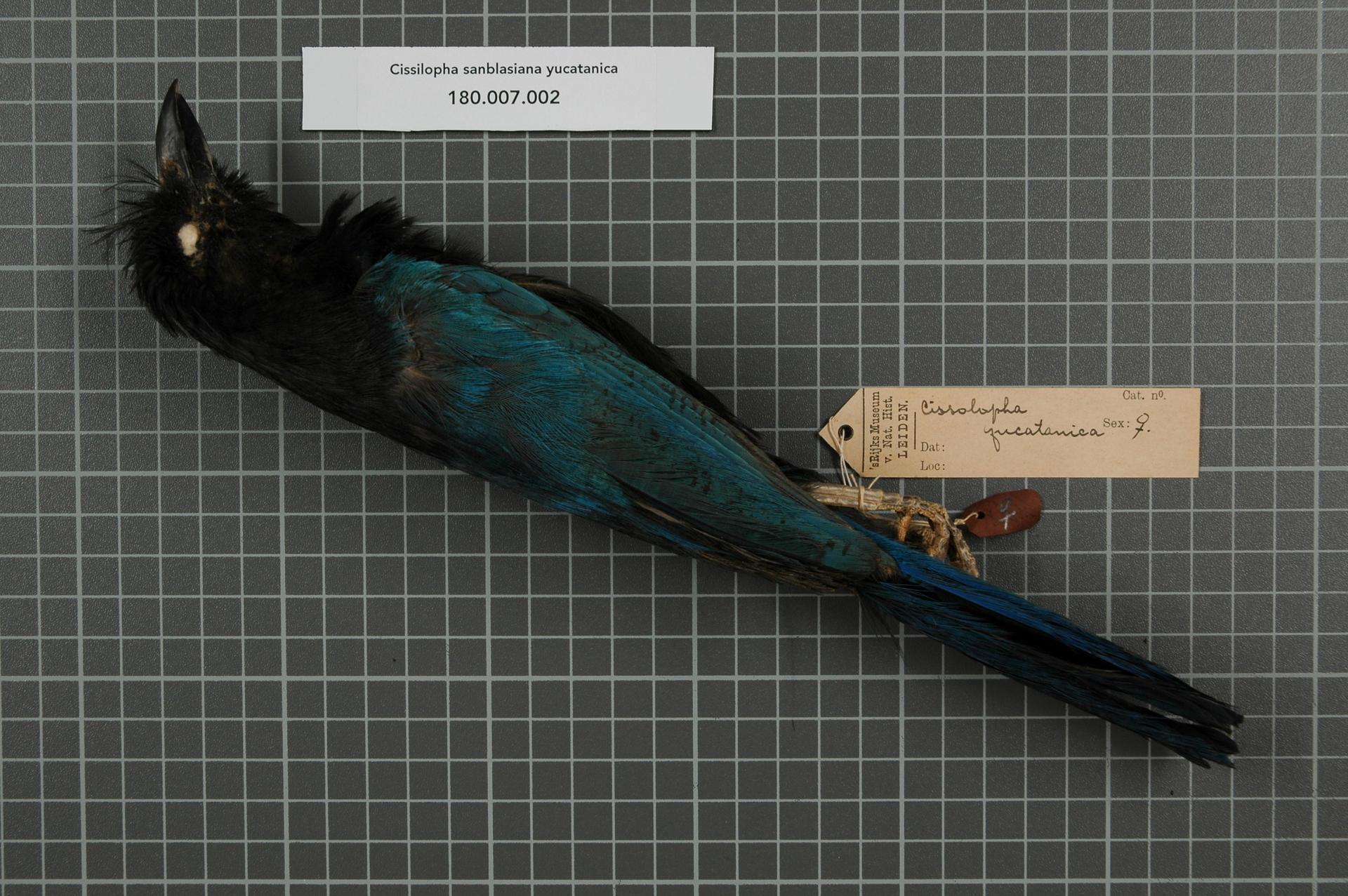 San Blas Jay (Cyanocorax sanblasianus)