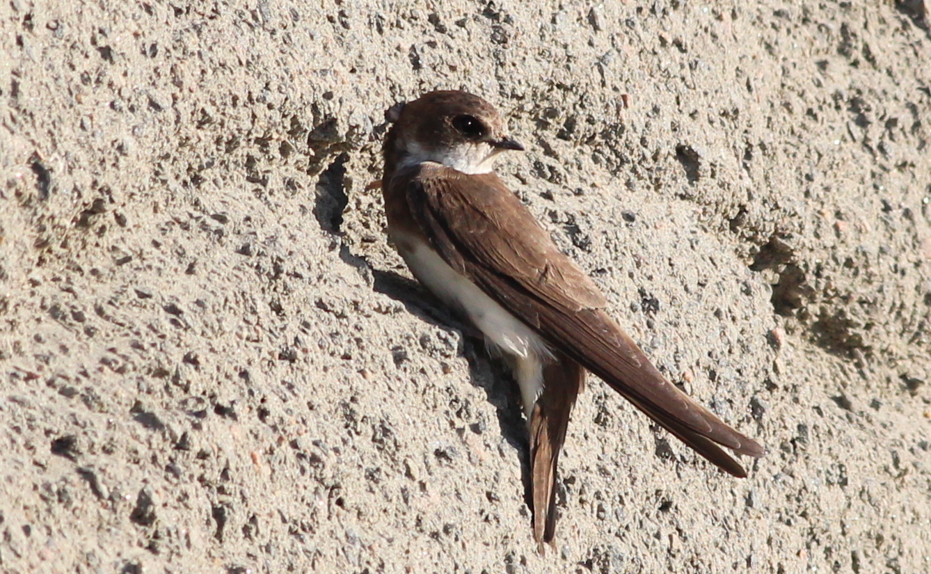Sand Martin (Riparia riparia)