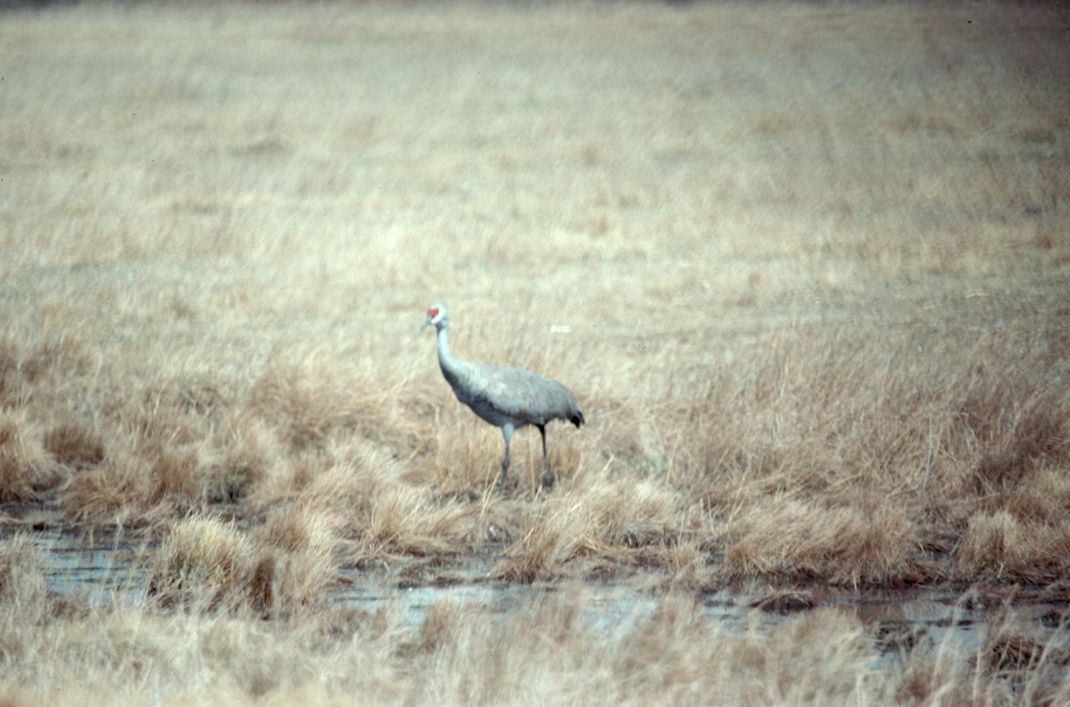 Sandhill Crane Characteristic Sandhill Crane Characteristic ()