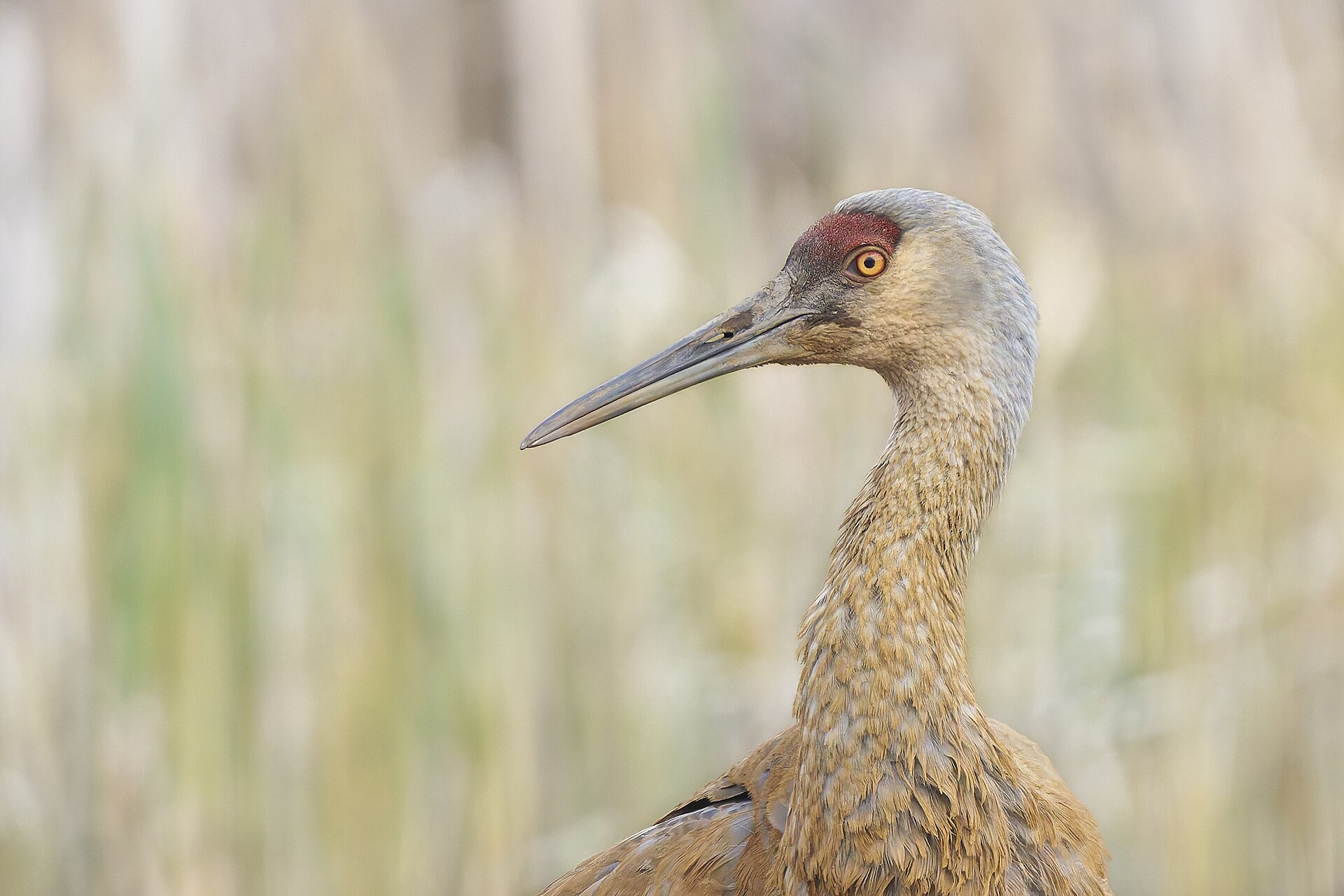 Sandhill Crane (Grus canadensis)