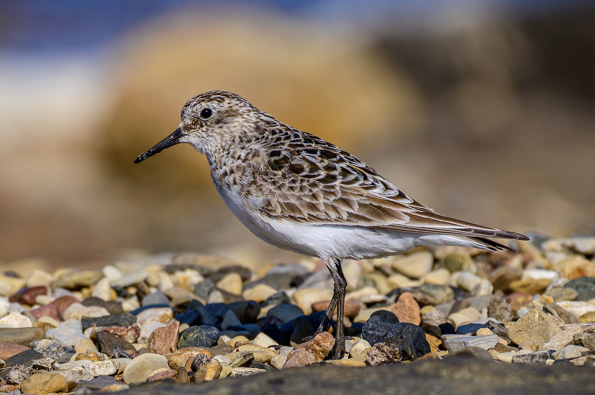 Sandpiper (Calidris bairdii)