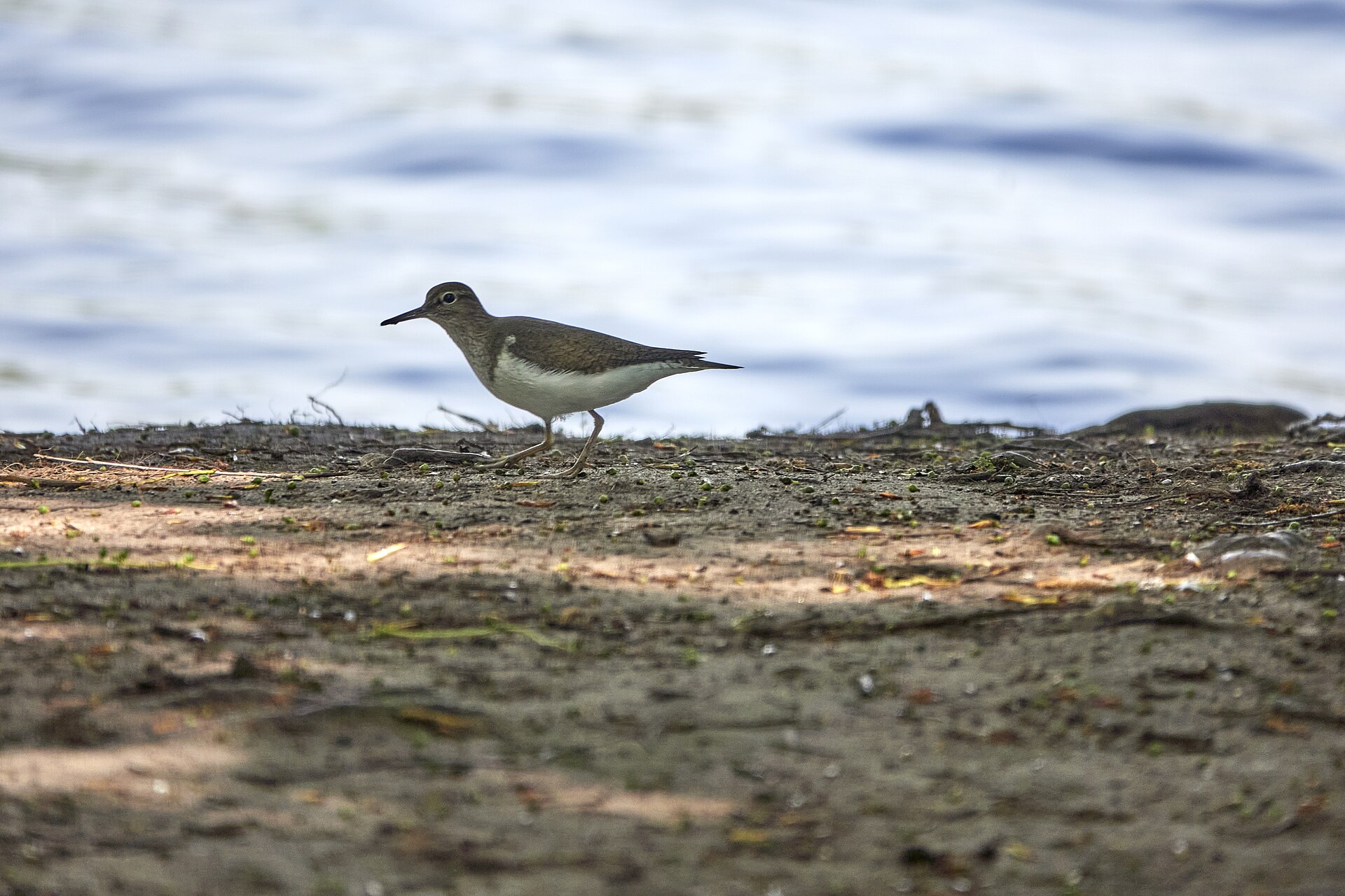 Sandpipers on Shore ()