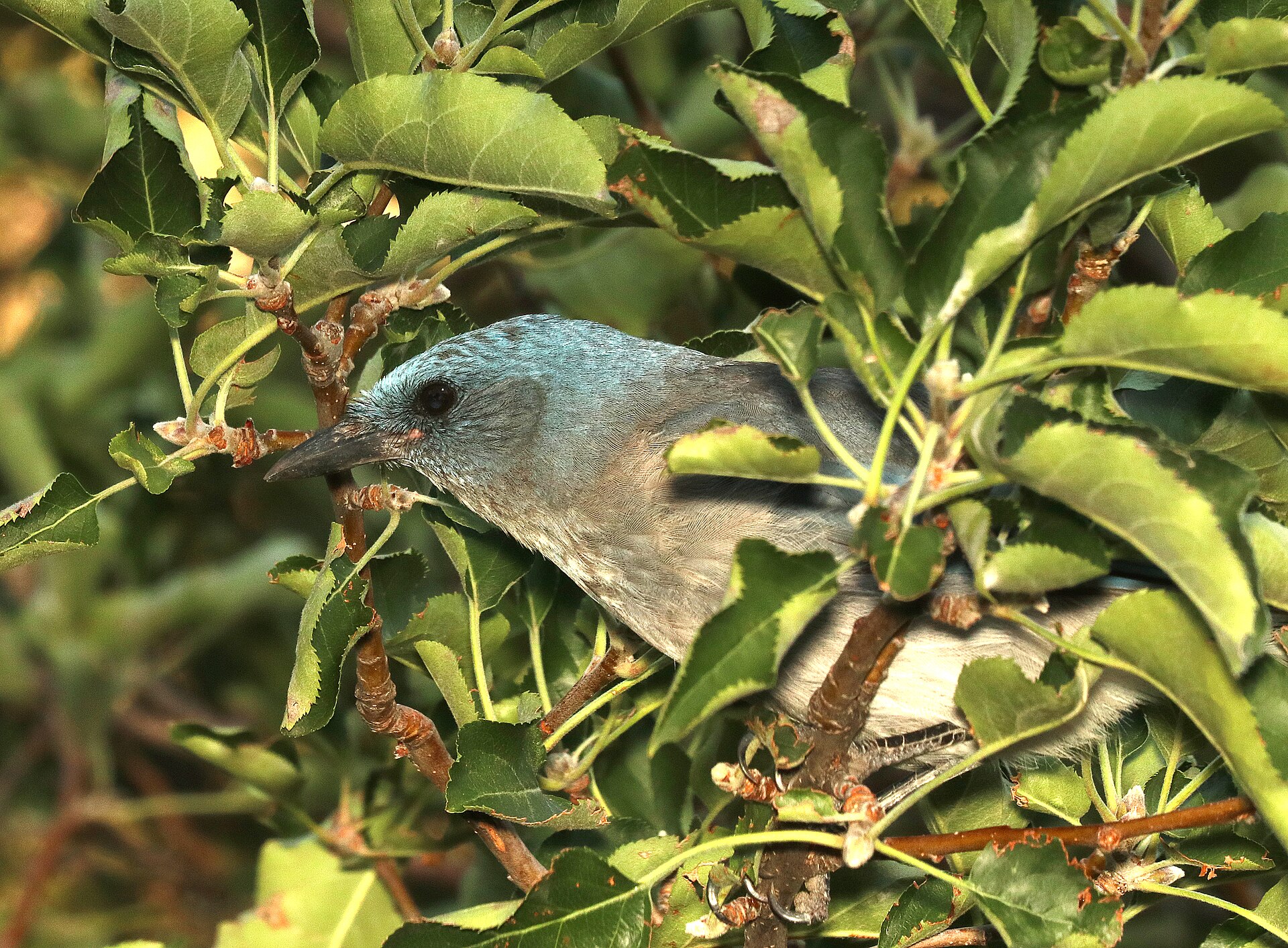 Santa Cruz Jay Santa Cruz Jay ()
