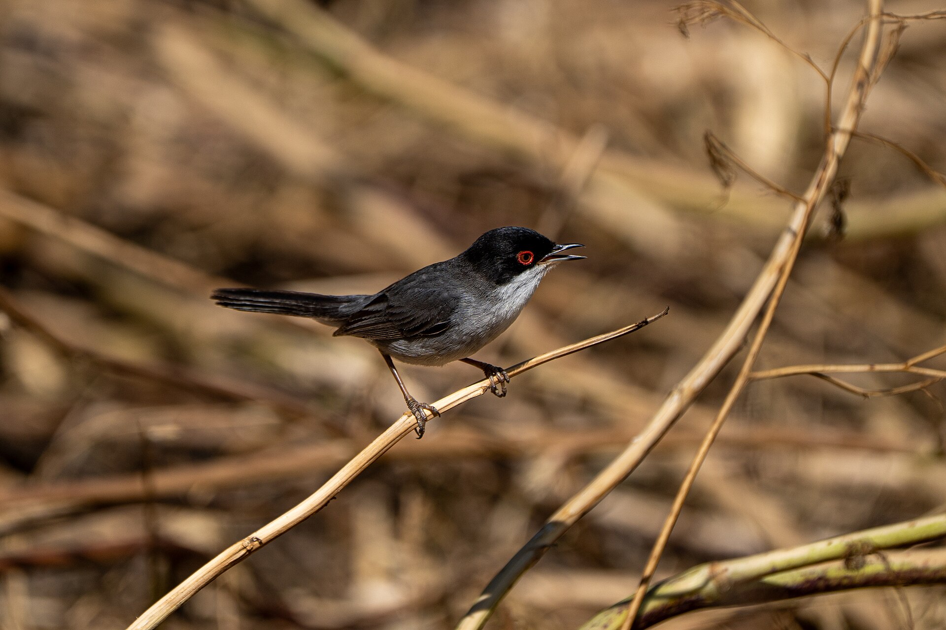 Sardinian Warbler (Curruca melanocephala)