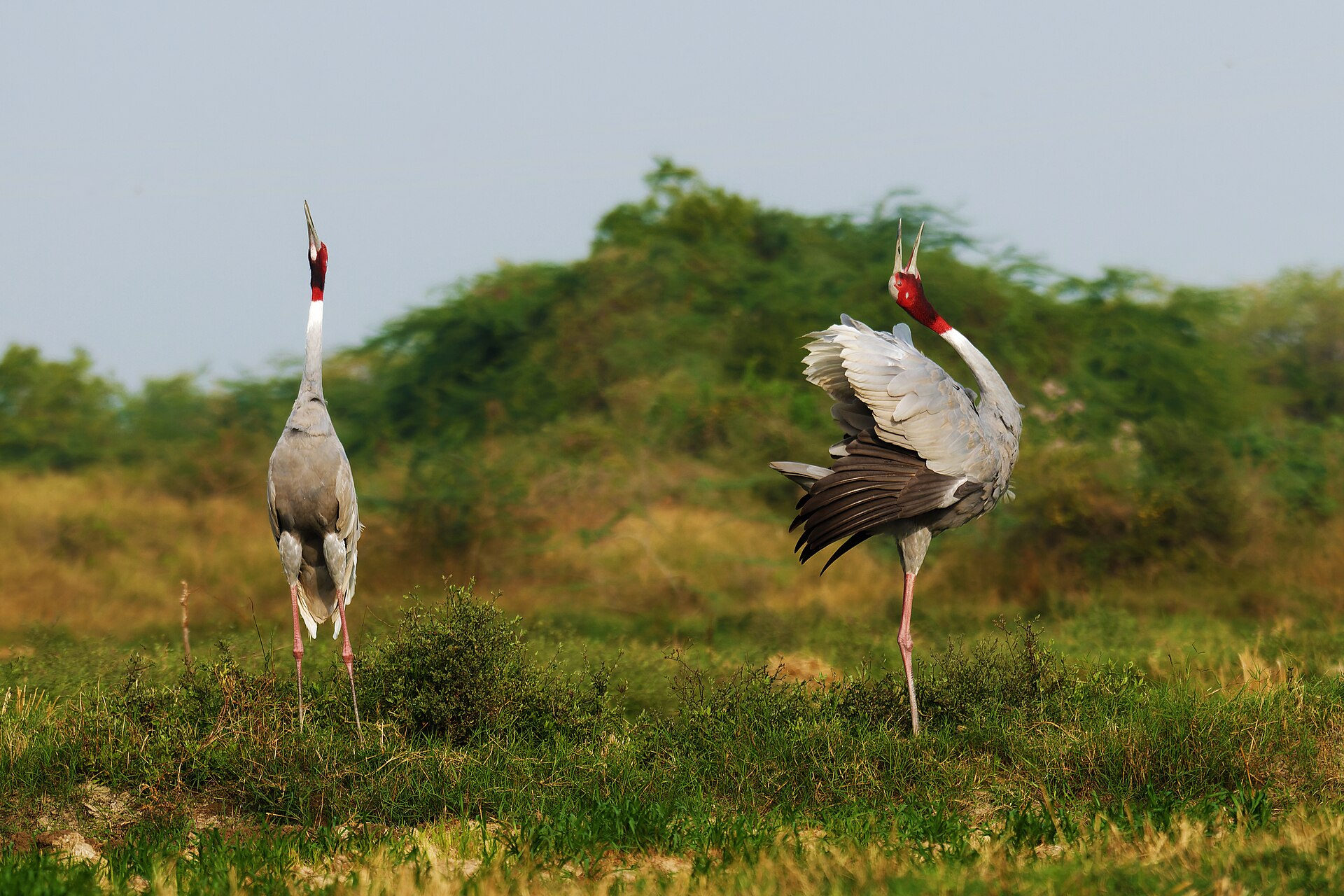 Sarus Crane Call Sarus Crane Call ()