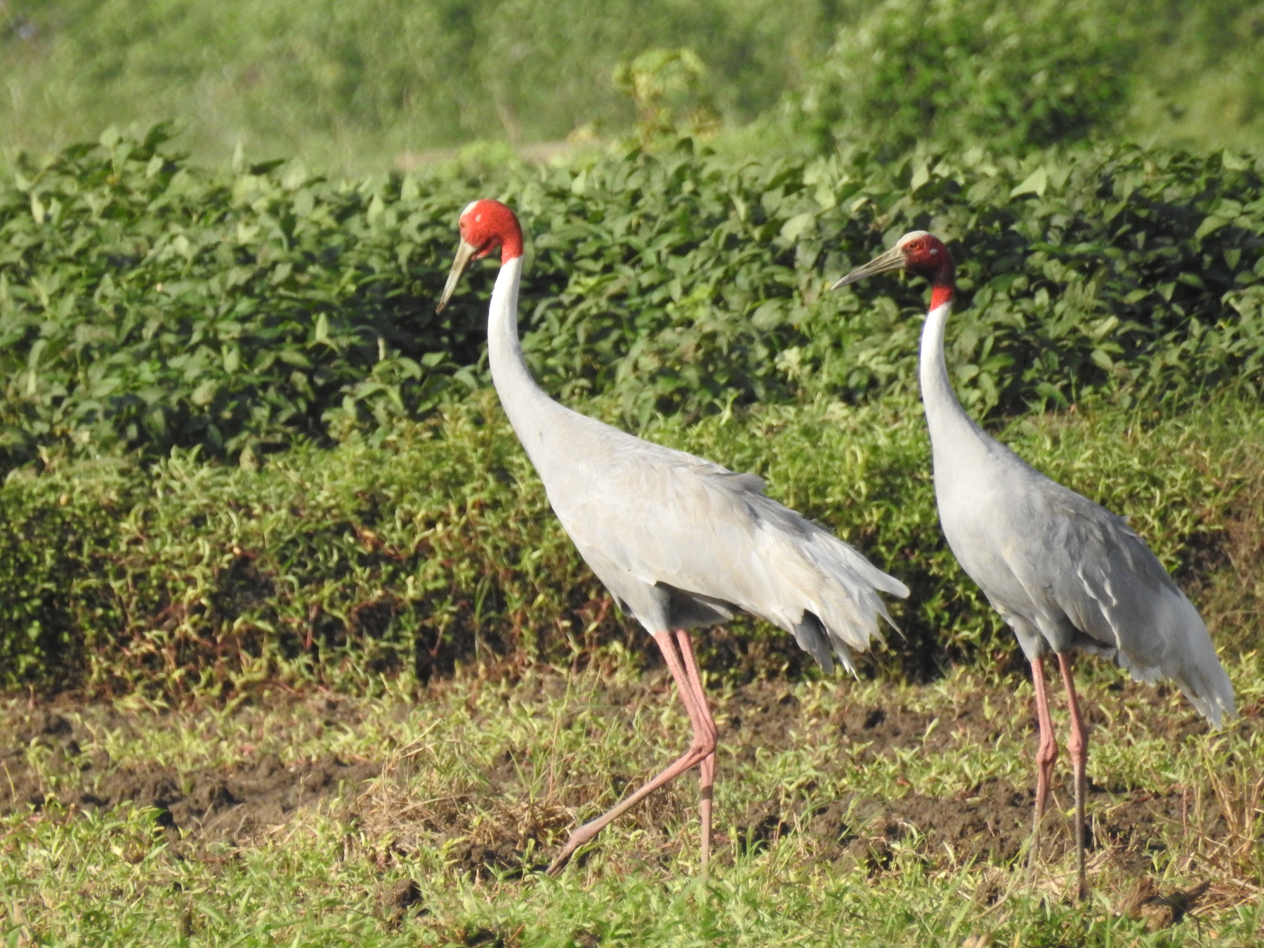 Sarus Crane Conservation (Grus antigone)