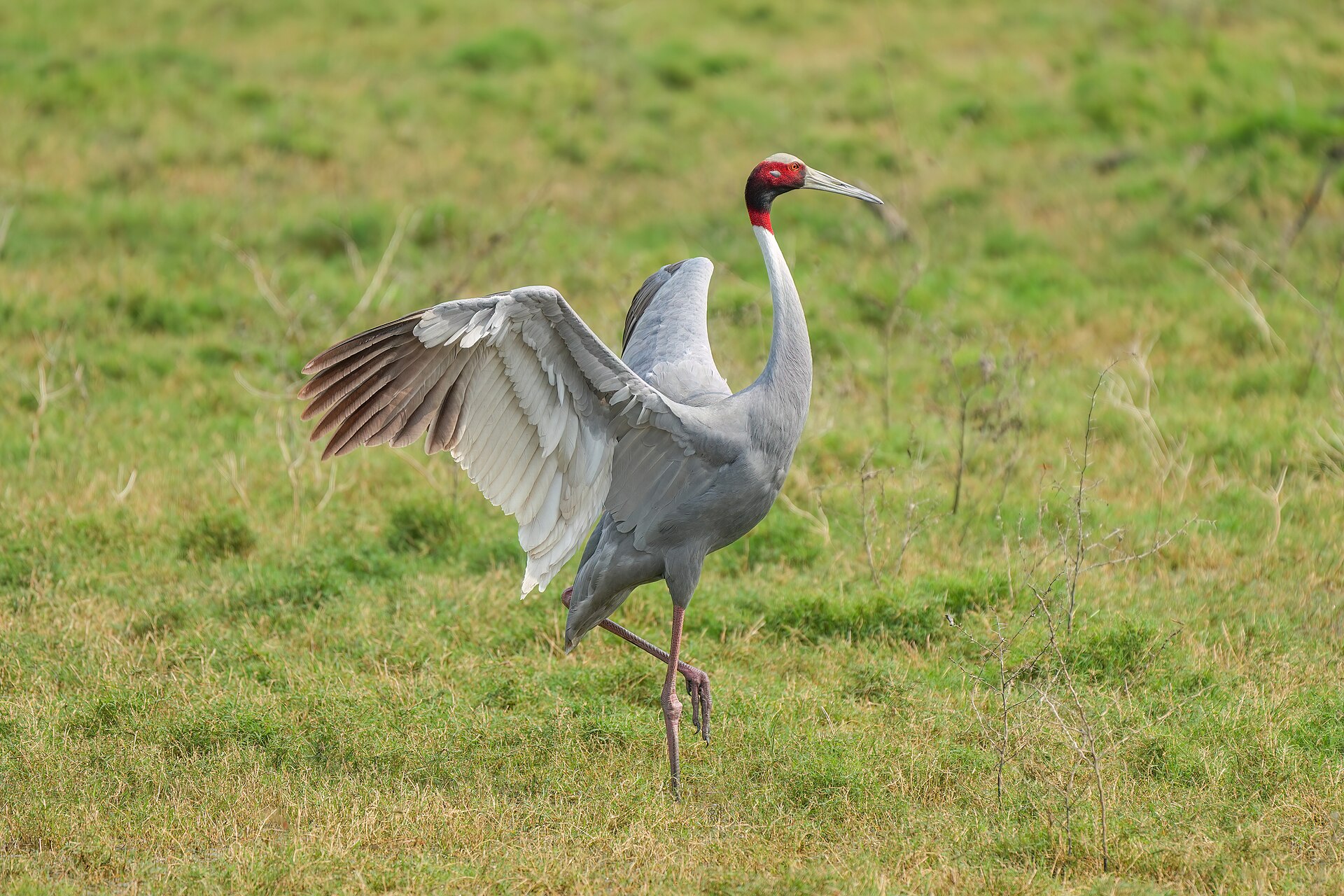 Sarus Crane (Grus antigone)