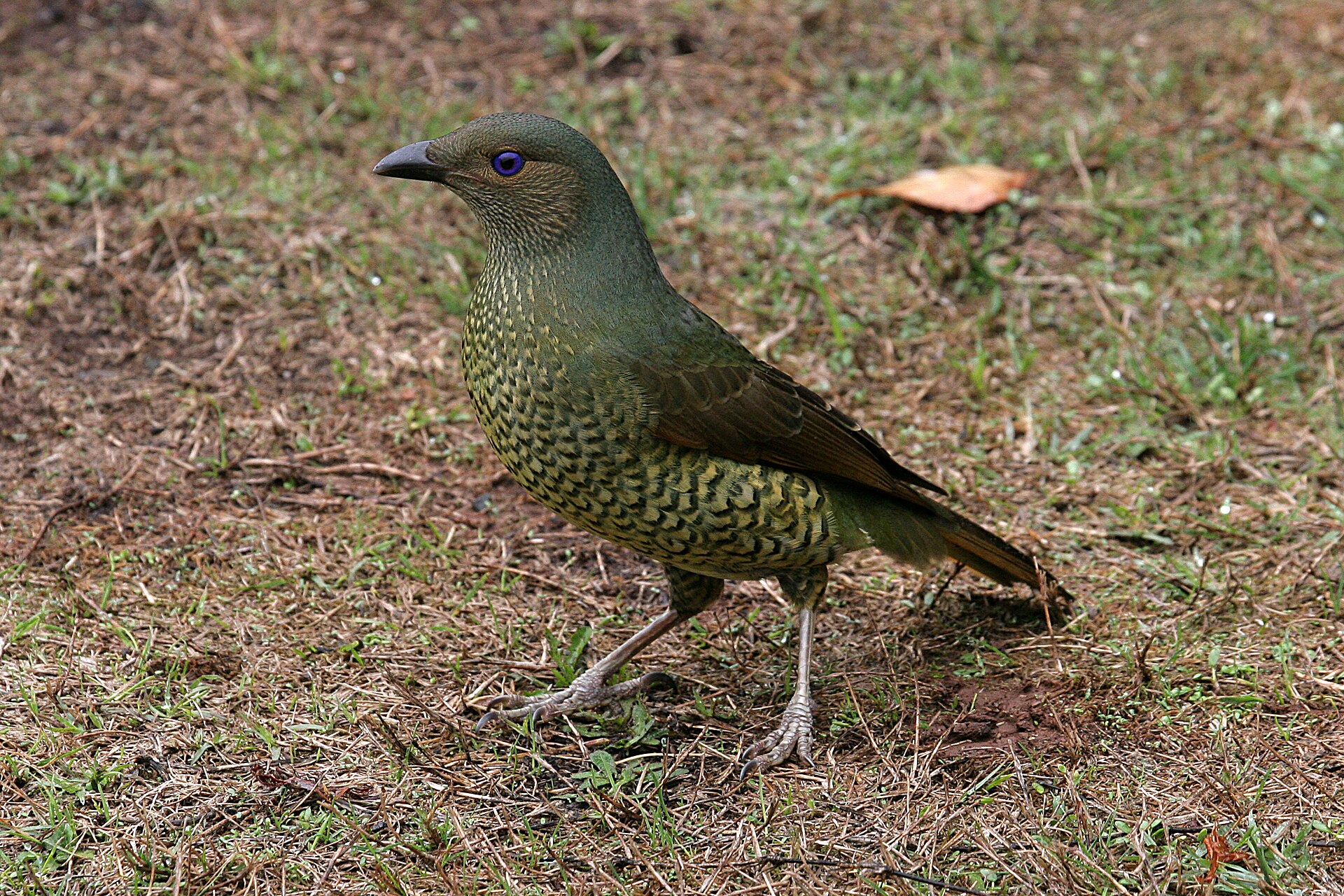 Satin Bowerbird (Ptilonorhynchus violaceus)
