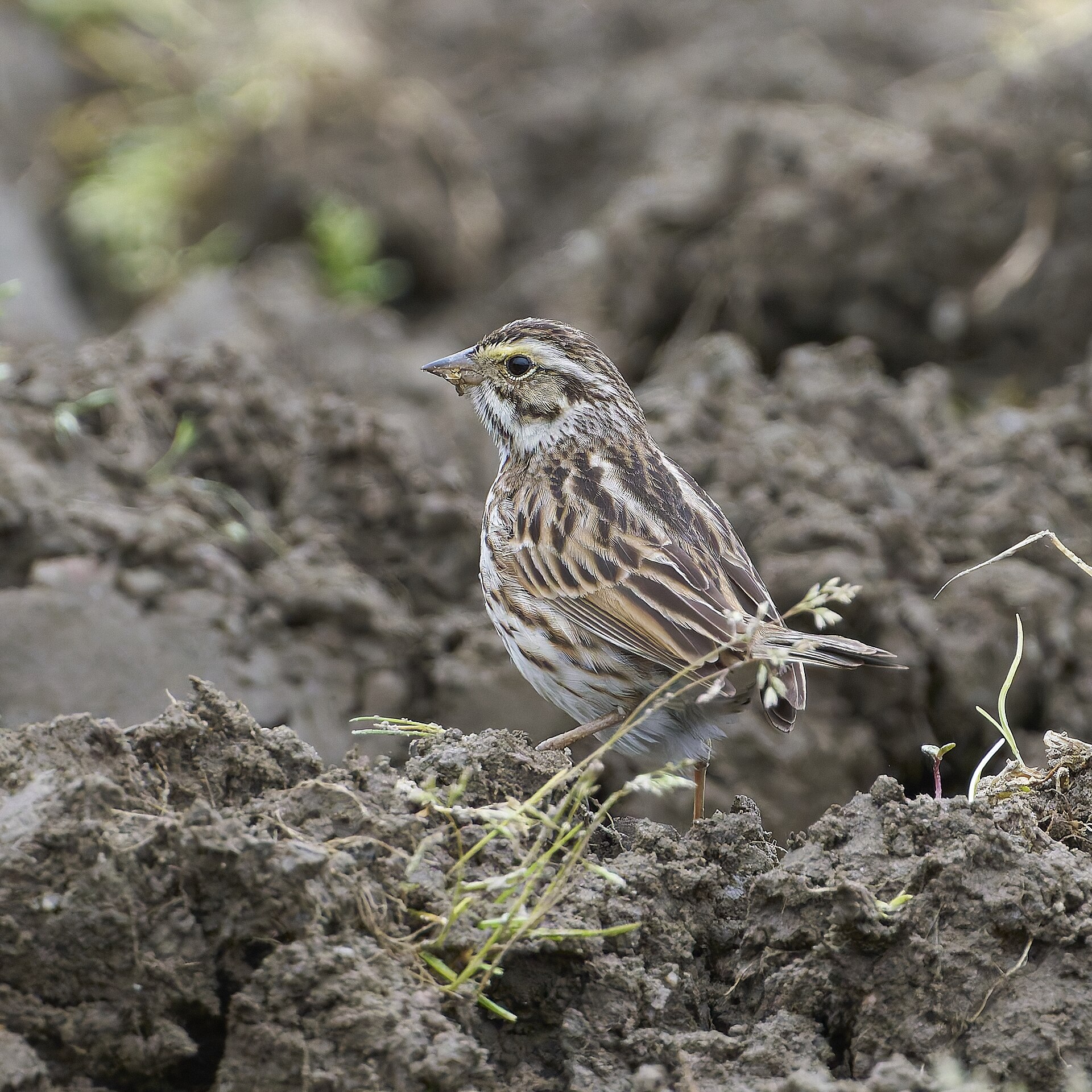 Savannah Sparrow Savannah Sparrow (Passerculus sandwichensis)