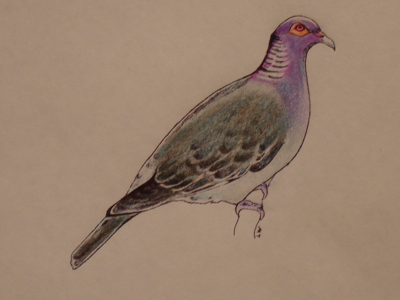 Scaly-naped Pigeon Scaly-naped Pigeon ()