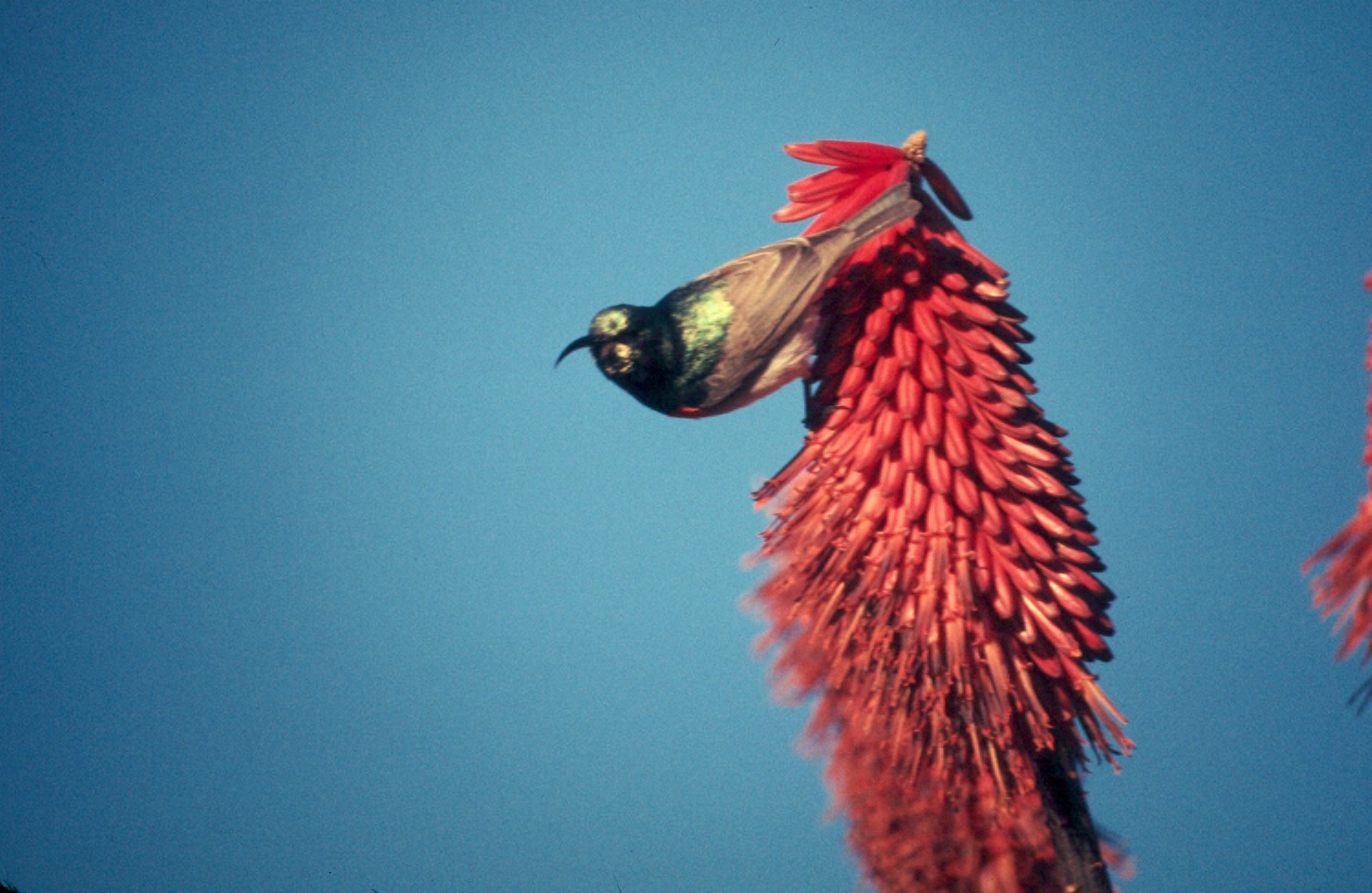 Scarlet-chested Sunbird Fact Scarlet-chested Sunbird Fact ()