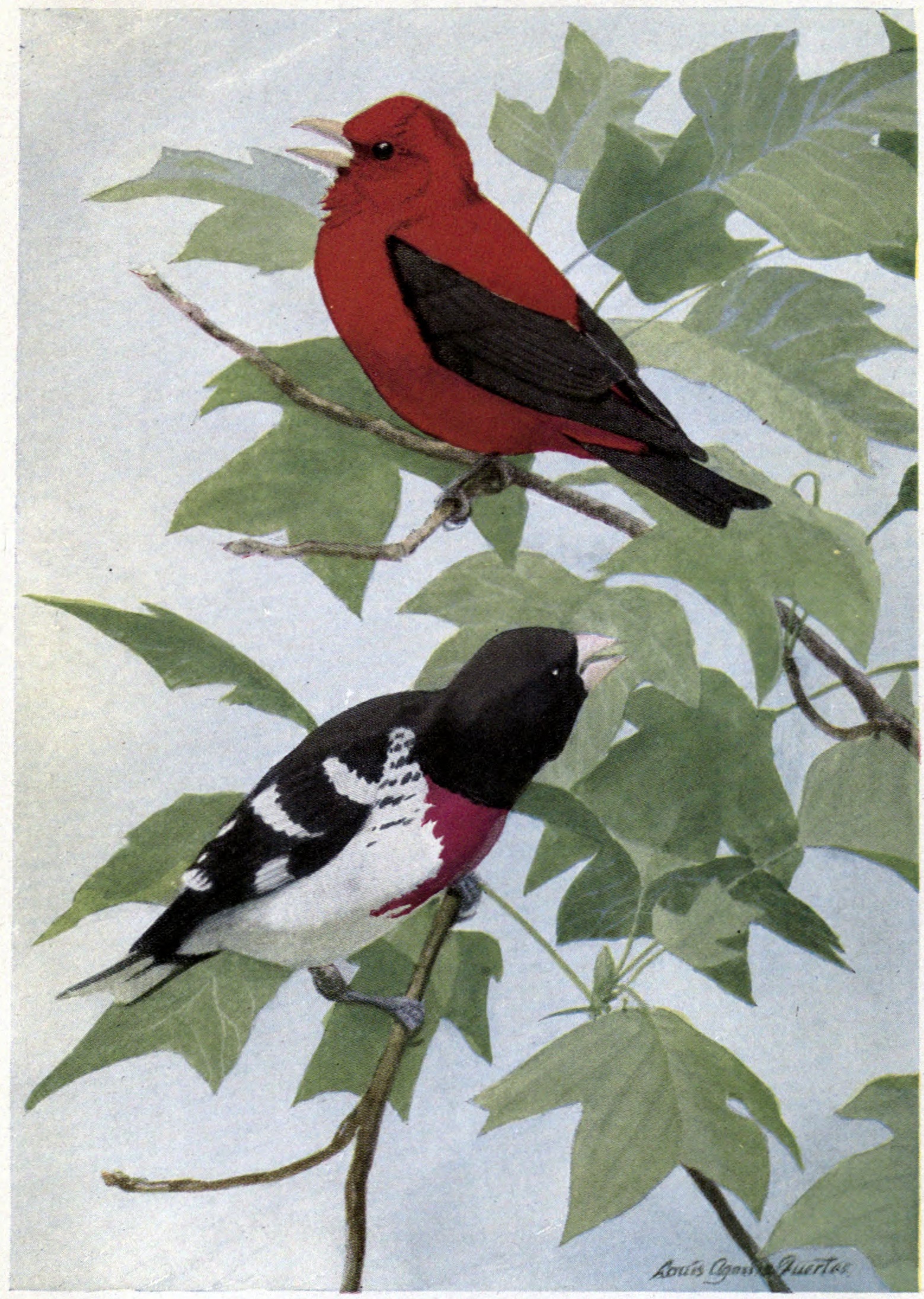 scarlet grosbeak