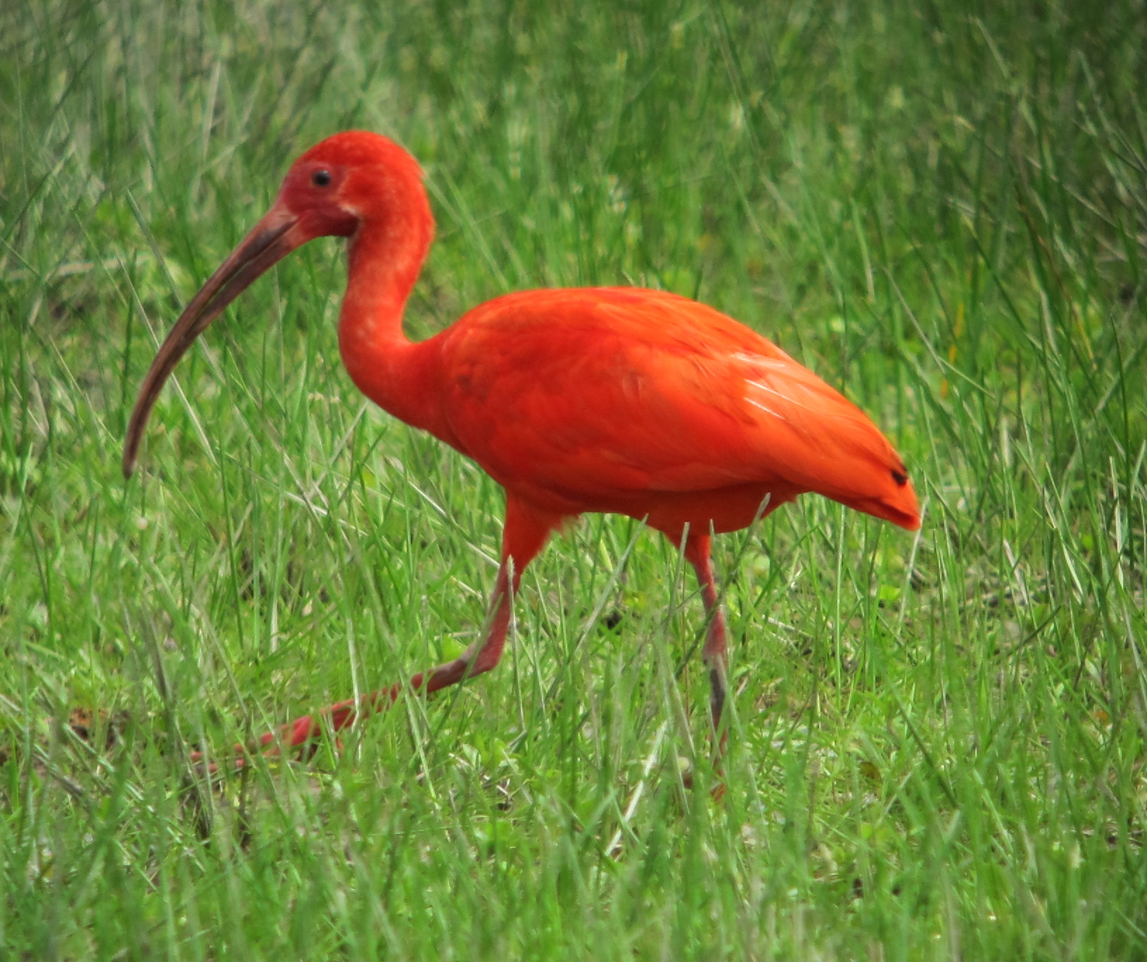 scarlet ibis