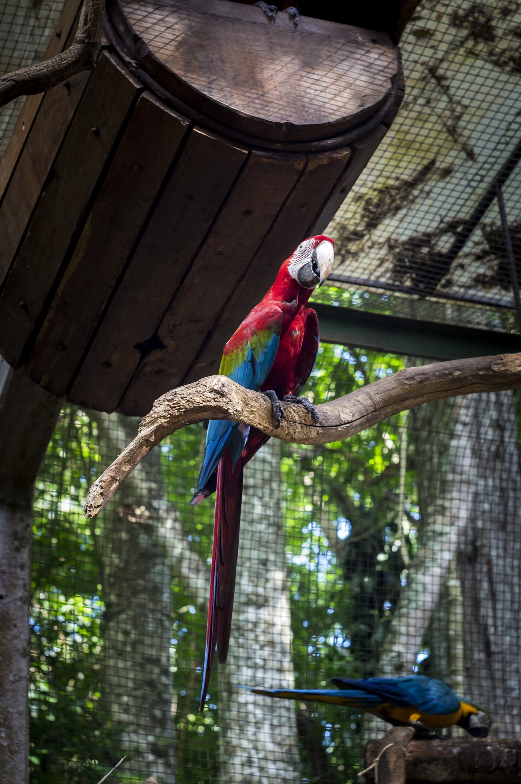 scarlet macaw habitat scaled