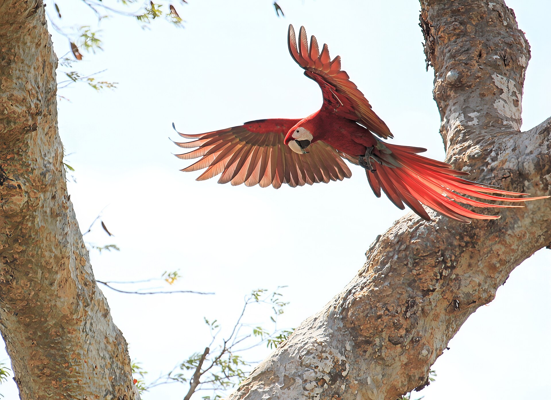 Scarlet Macaw Scarlet Macaw ()