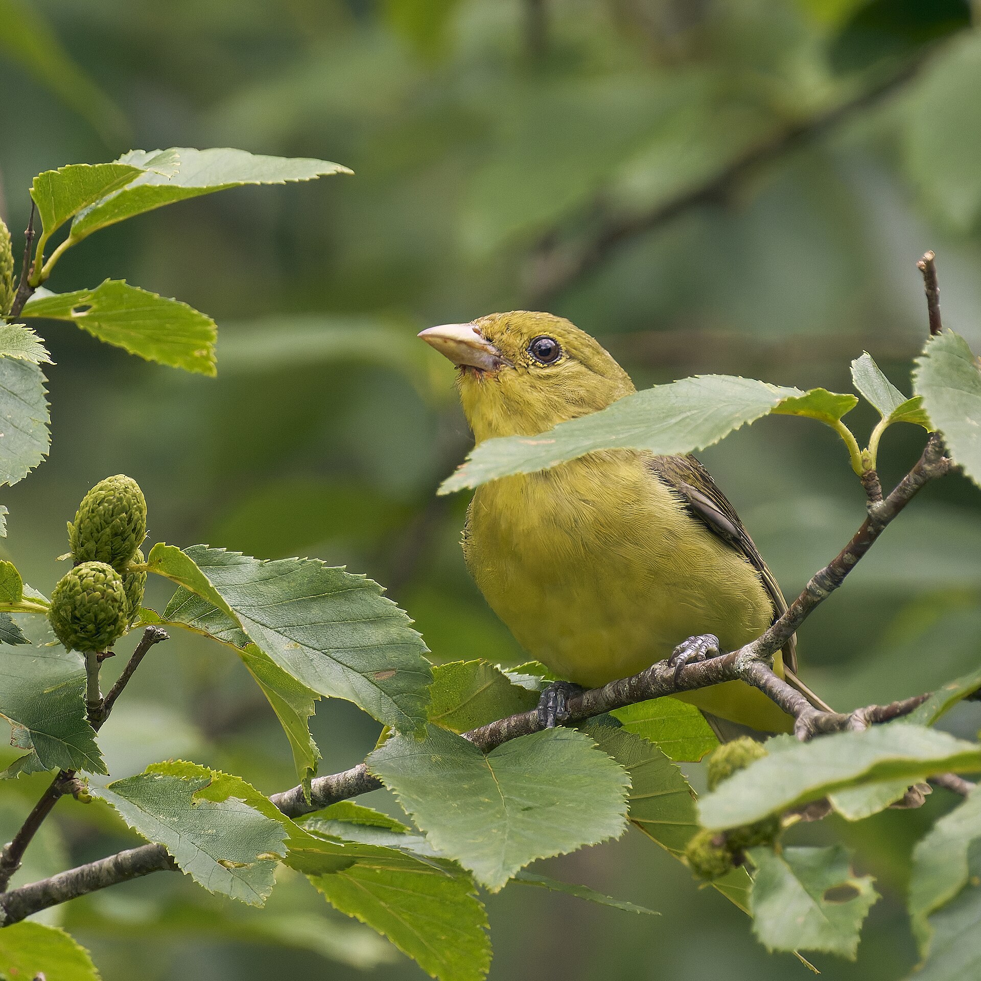 Scarlet Tanager ()