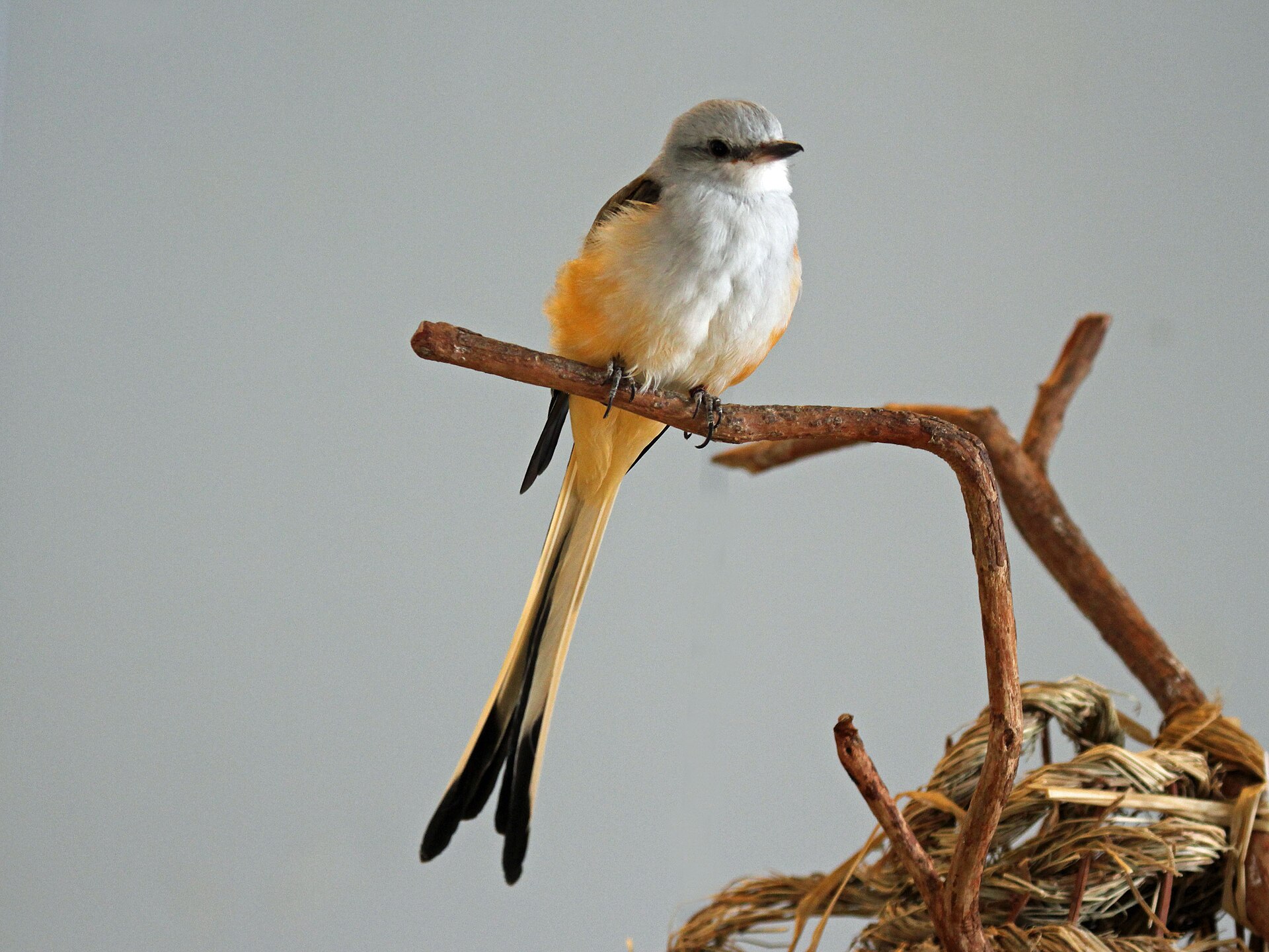 Scissor-tailed Flycatcher ()