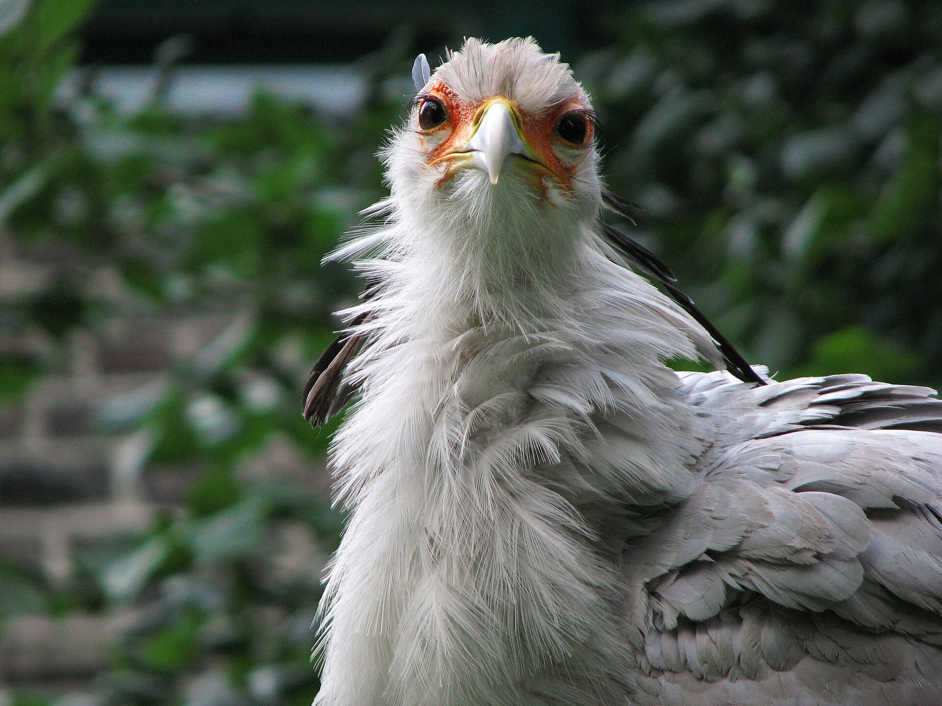 Secretary Bird (Sagittarius serpentarius)