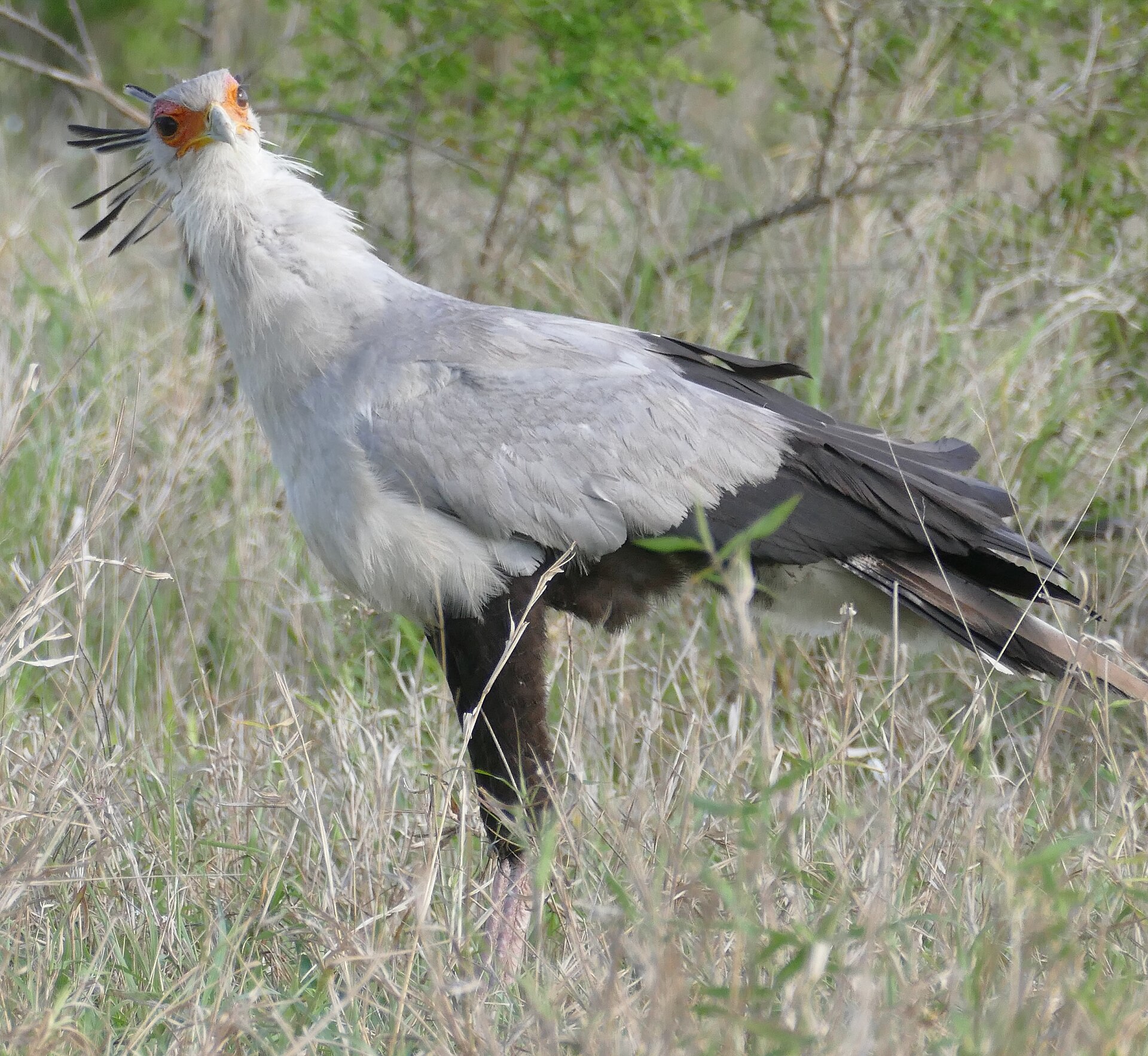 Secretarybird (Sagittarius serpentarius)