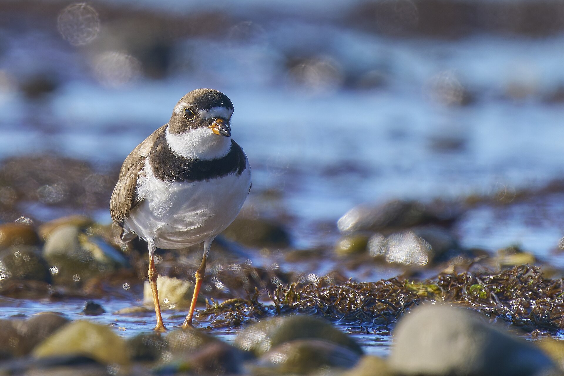 Semipalmated Plover Semipalmated Plover (Charadrius semipalmatus)