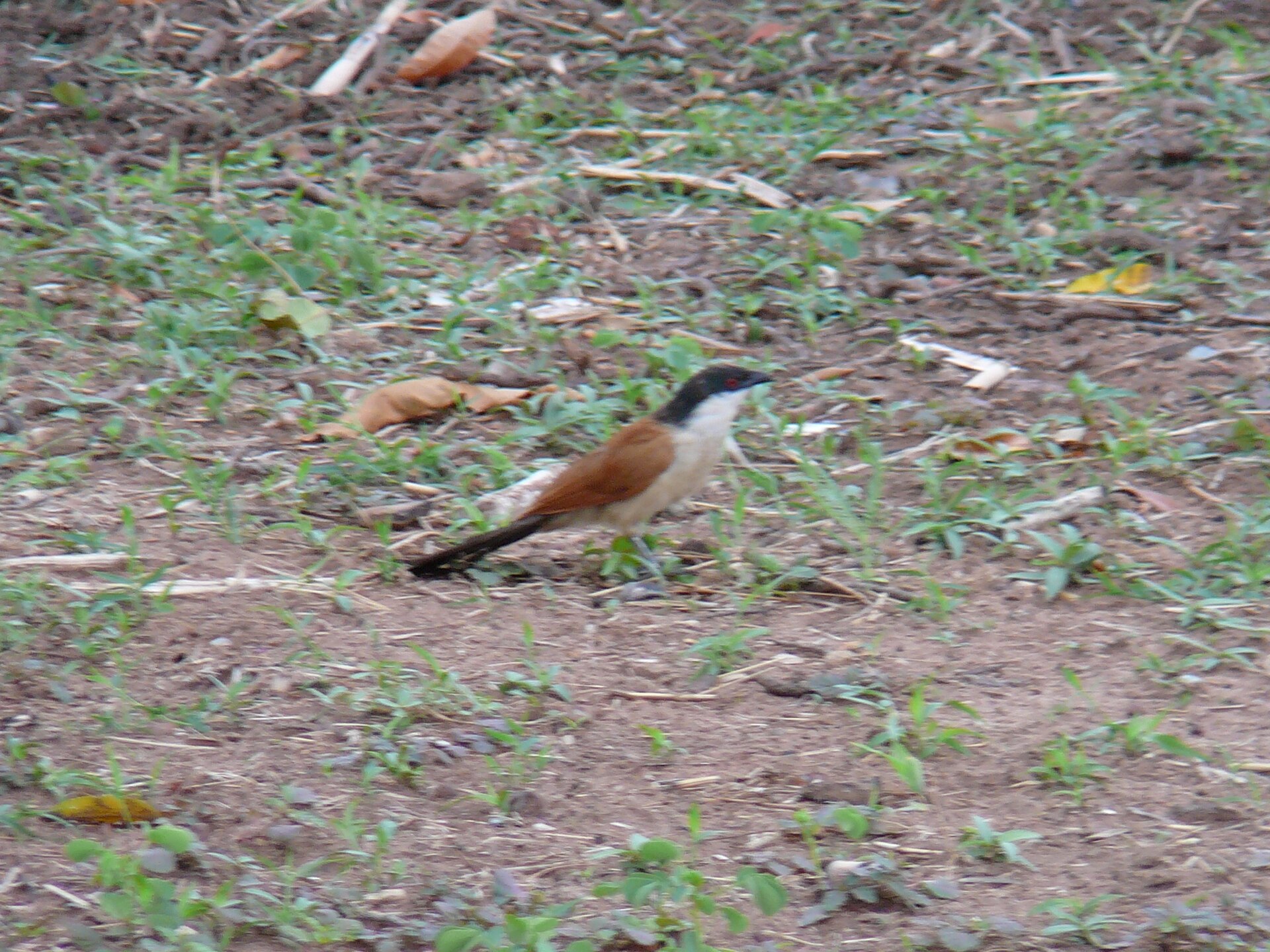 Senegal Coucal ()