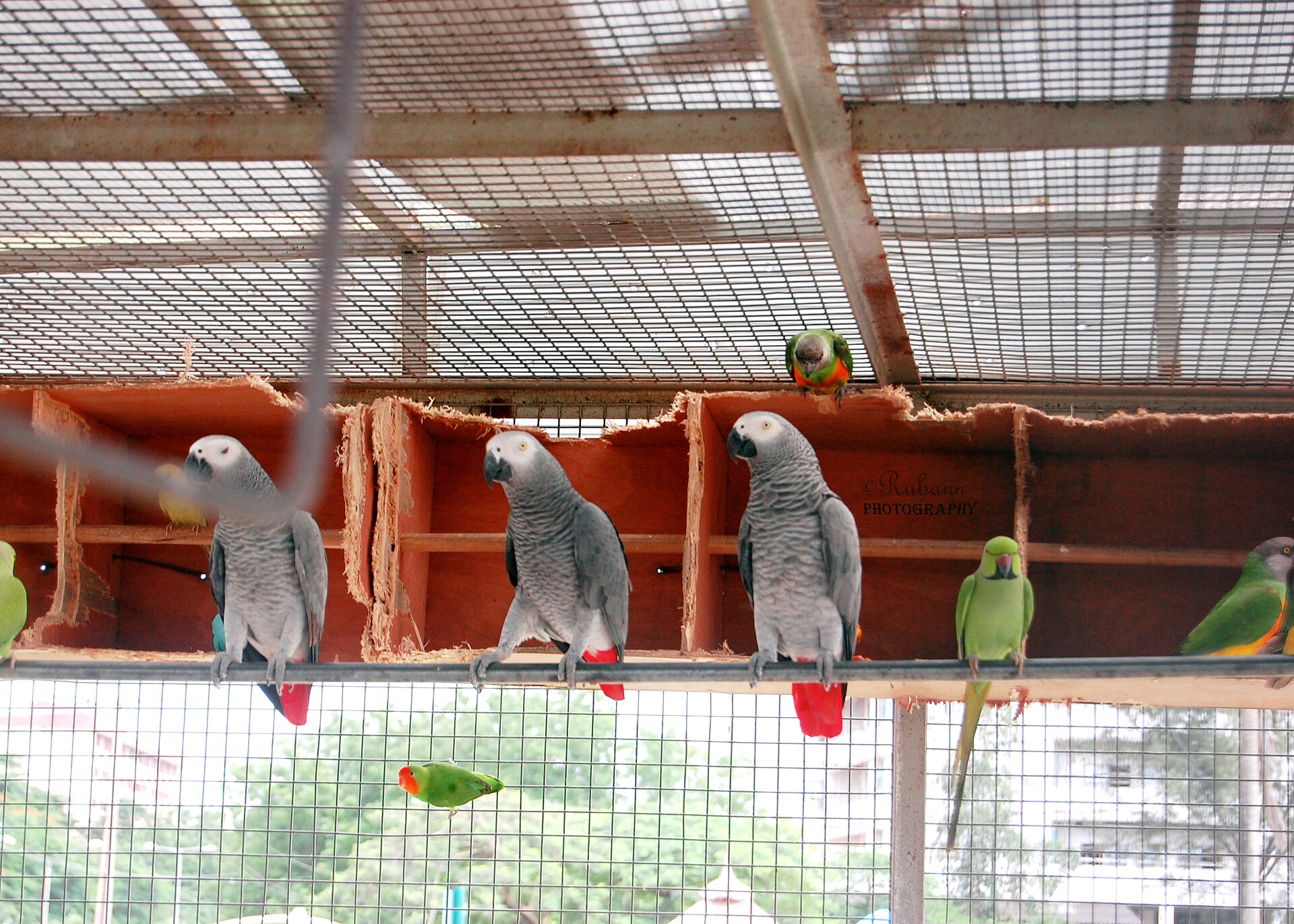 Senegal Parrot Information Senegal Parrot Information (Poicephalus senegalus)