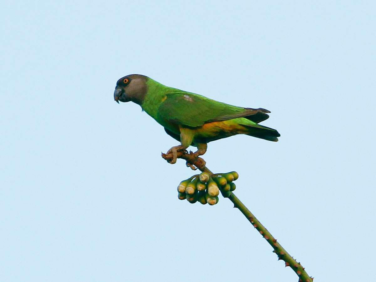 Senegal Parrot (Poicephalus senegalus)