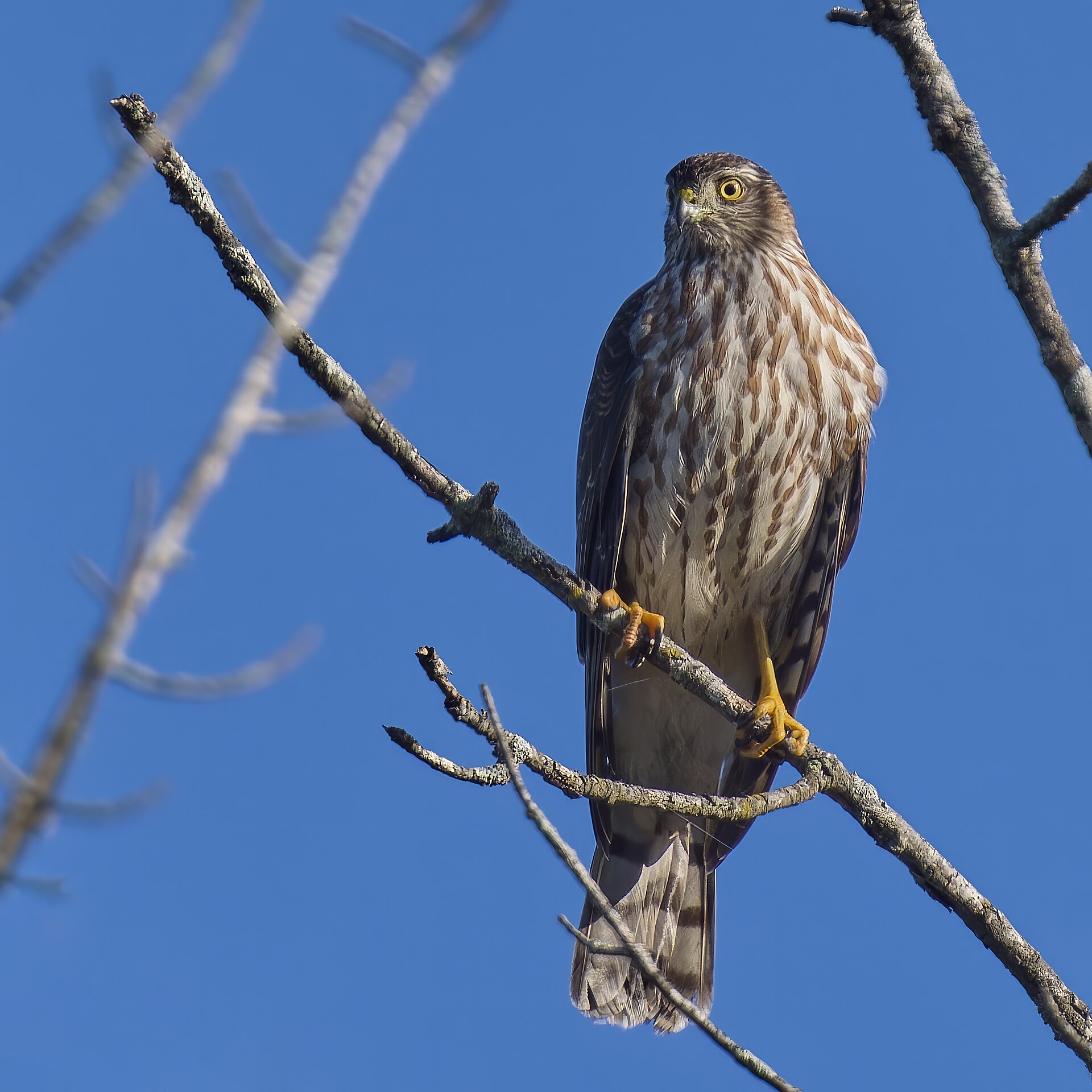 Sharp-shinned Hawk Sharp-shinned Hawk (Accipiter striatus)