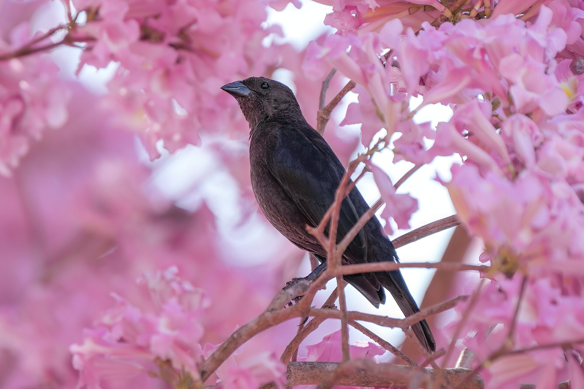 Shiny Cowbird (Molothrus bonariensis)