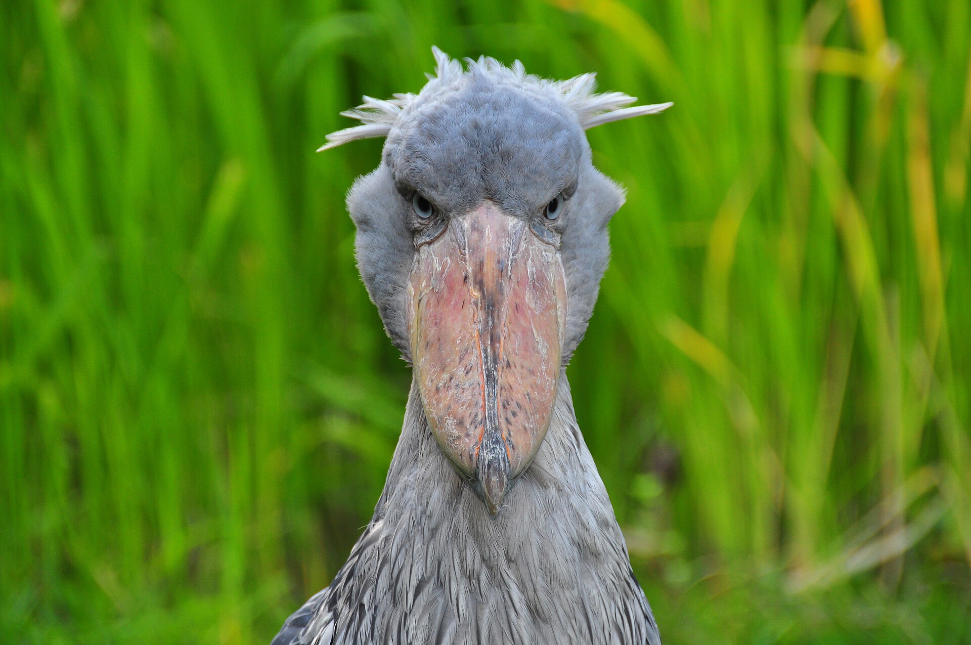 Shoebill Stork (Balaeniceps rex)
