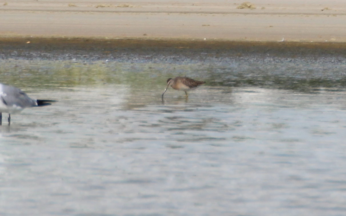 Short-Billed Dowitcher Short-Billed Dowitcher (Limnodromus griseus)