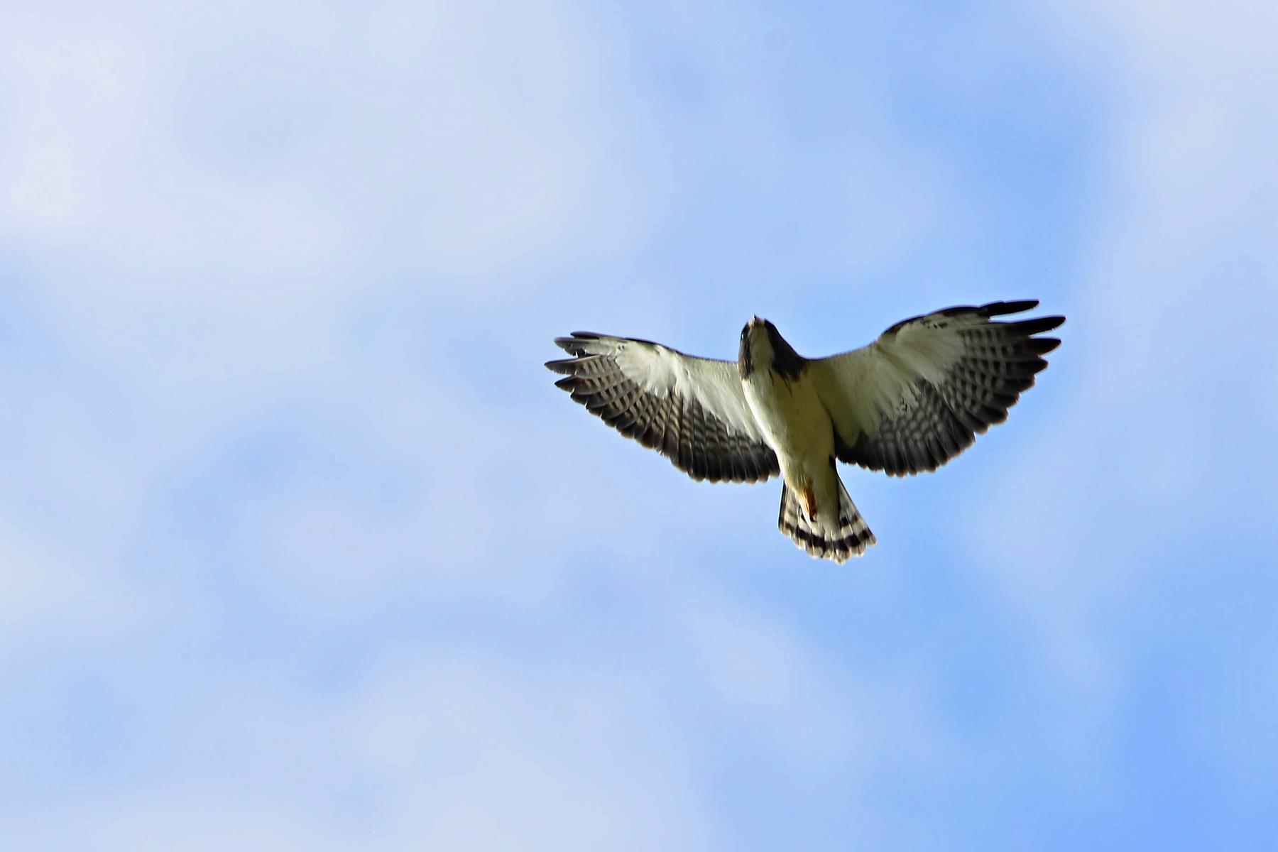 Short-Tailed Hawk (Buteo brachyurus)