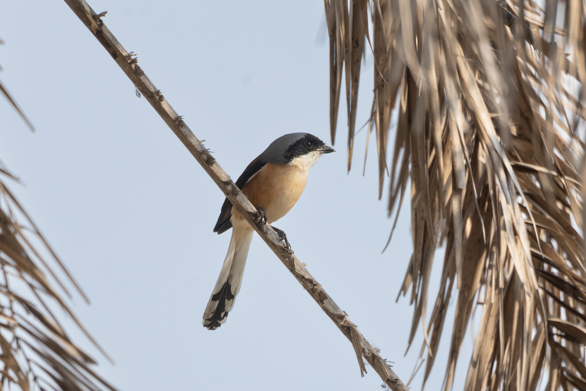 Shrike ()