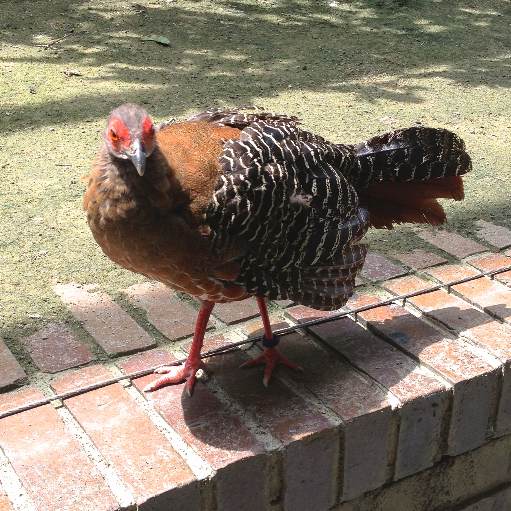 Siamese Fireback Pheasant Siamese Fireback Pheasant ()