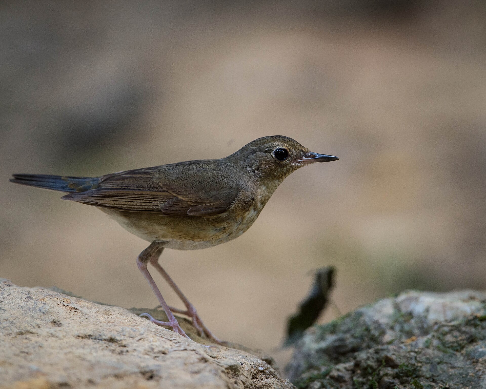 Siberian Blue Robin Siberian Blue Robin ()