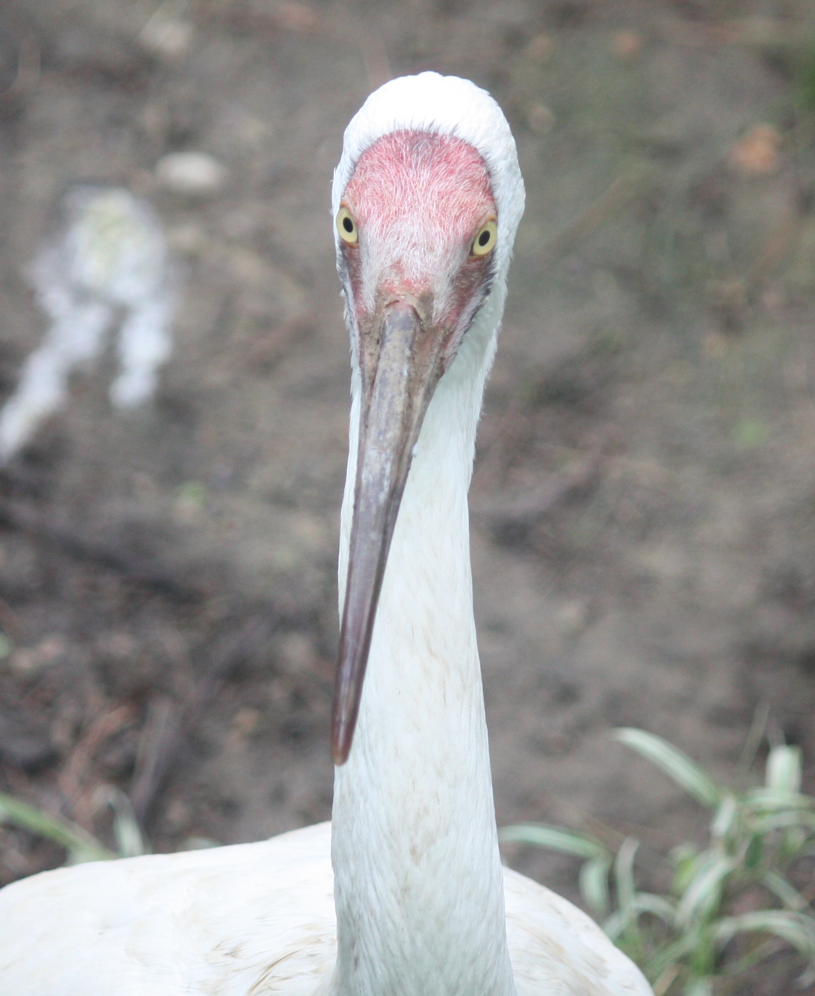 Siberian Crane Migration ()
