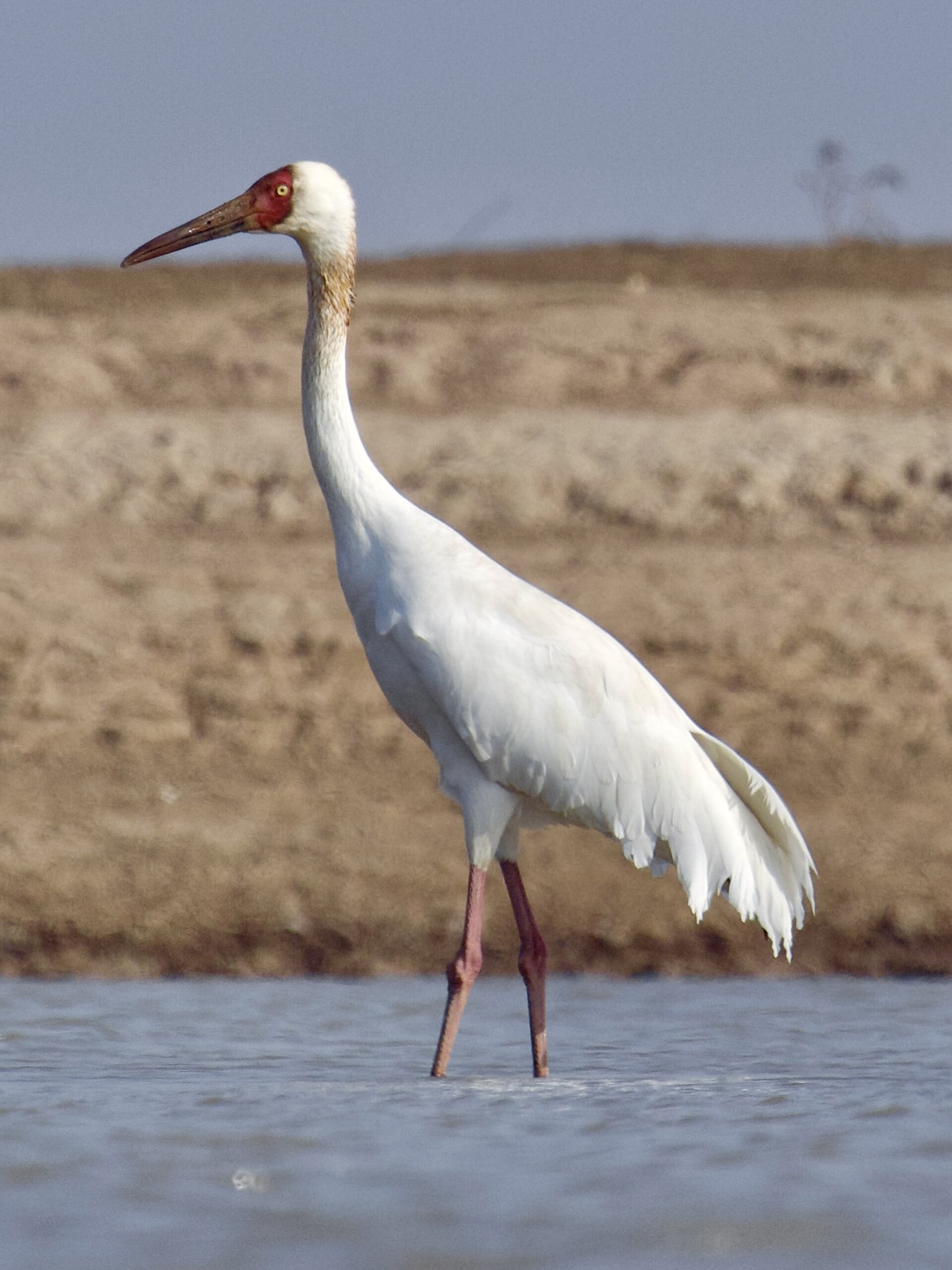 Siberian Crane (Siberian crane)