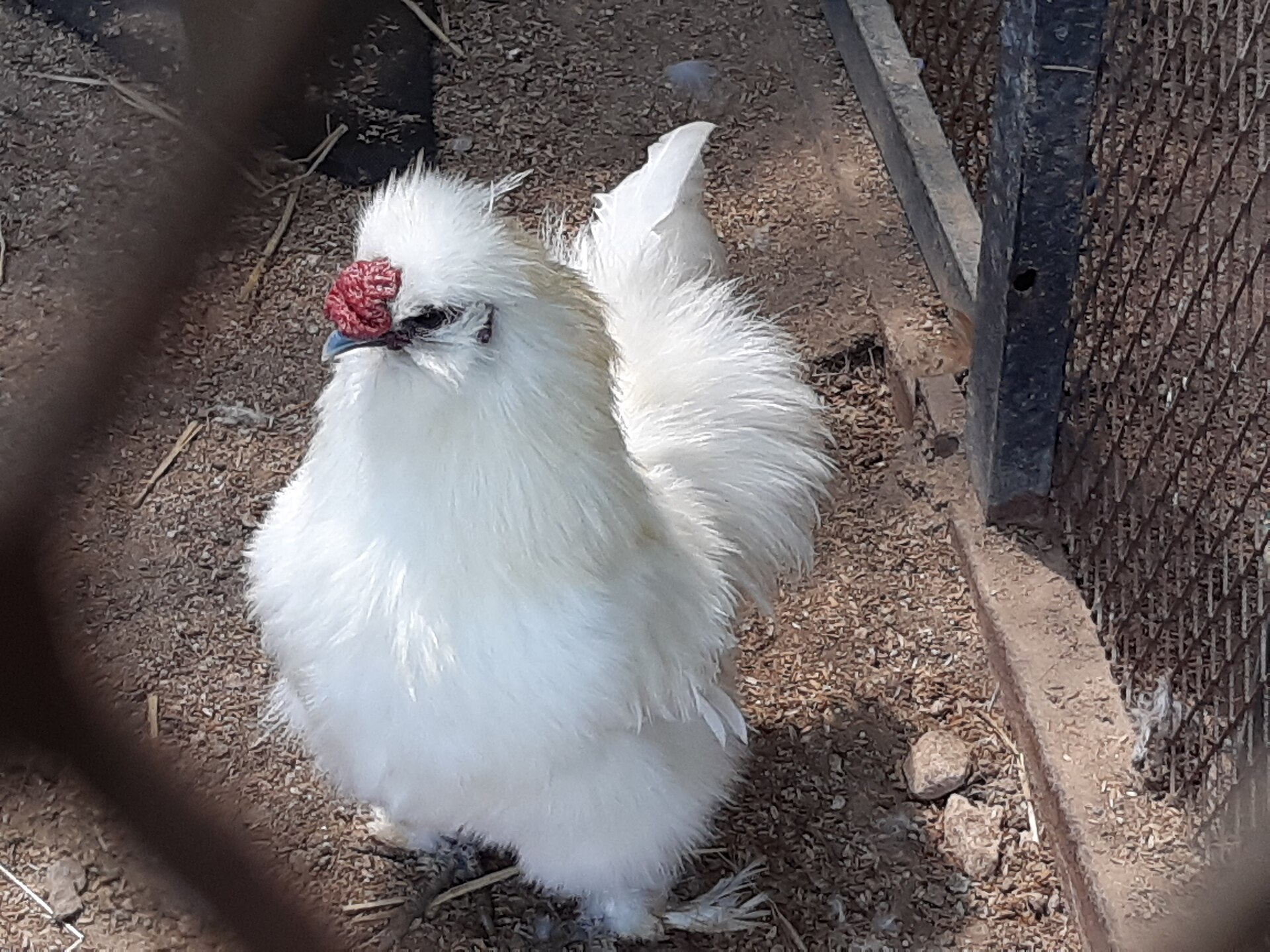 Silkie Chicken ()