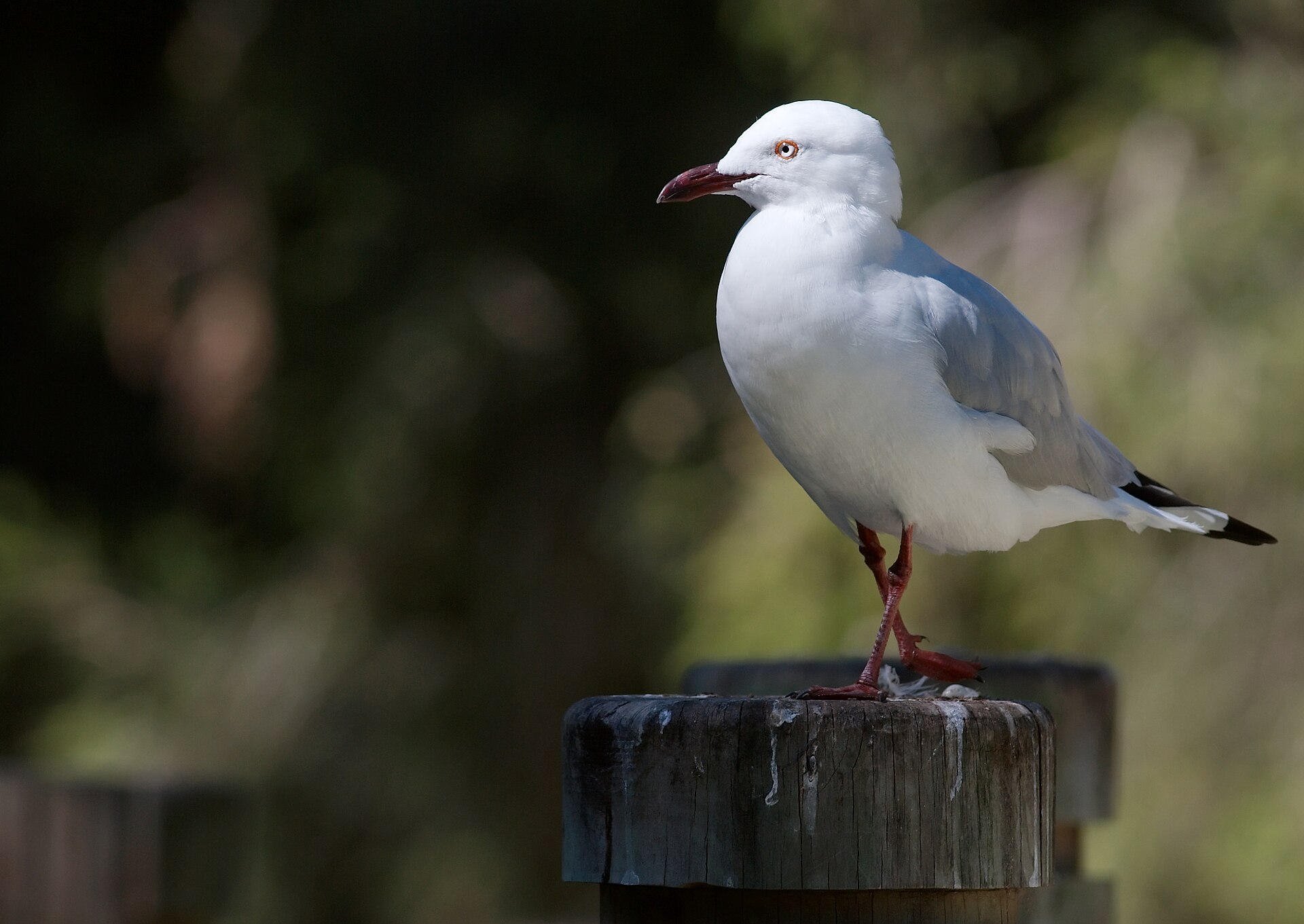 Silver Gull Silver Gull ()