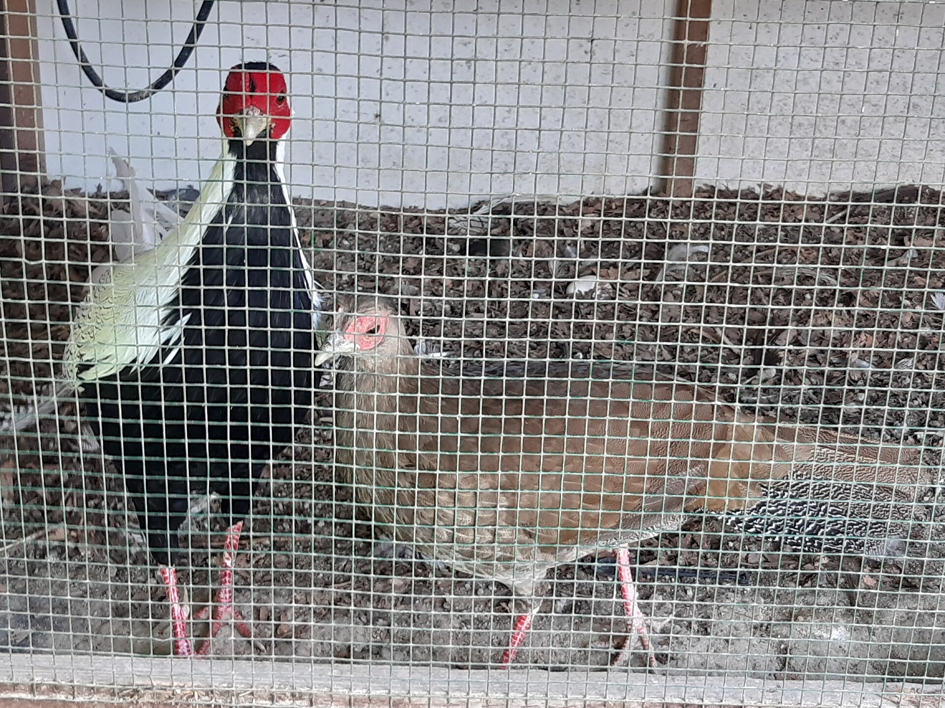 Silver Pheasant Silver Pheasant (Lophura nycthemera)