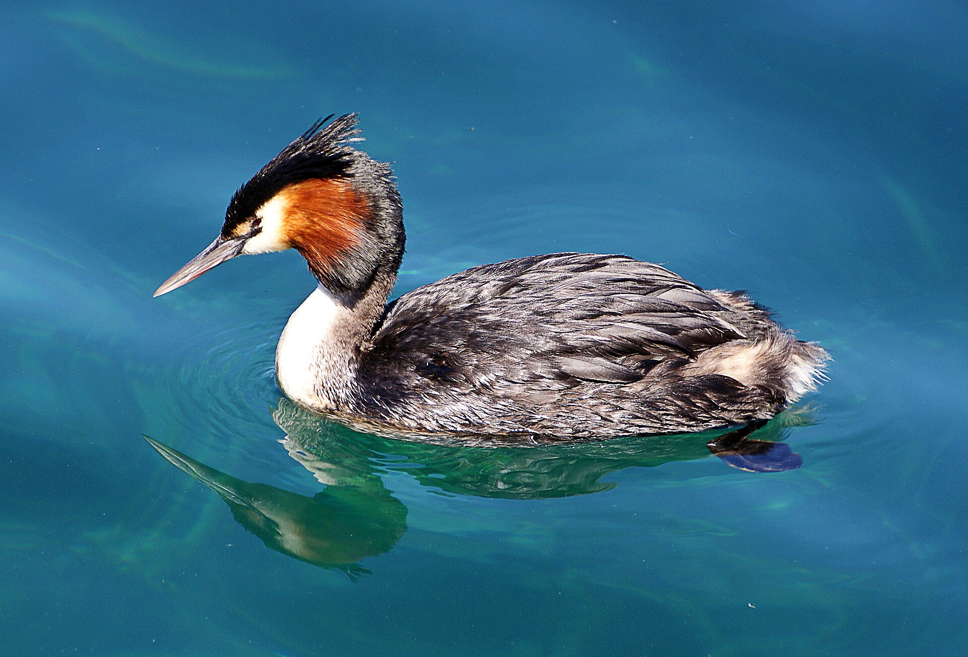 silvery grebe